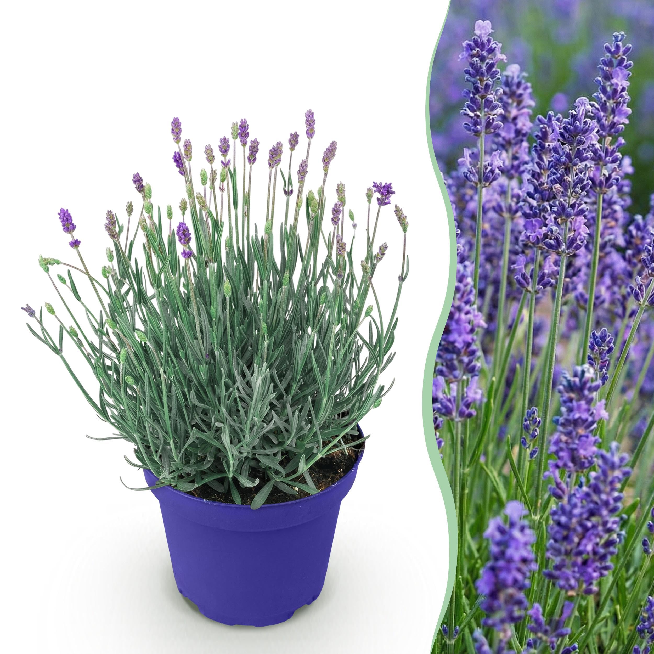 Lavandula angustifolia Hidcote - Lavande - Rustique - Pourpre - 15-25cm - Ø12cm - Plante de jardin
