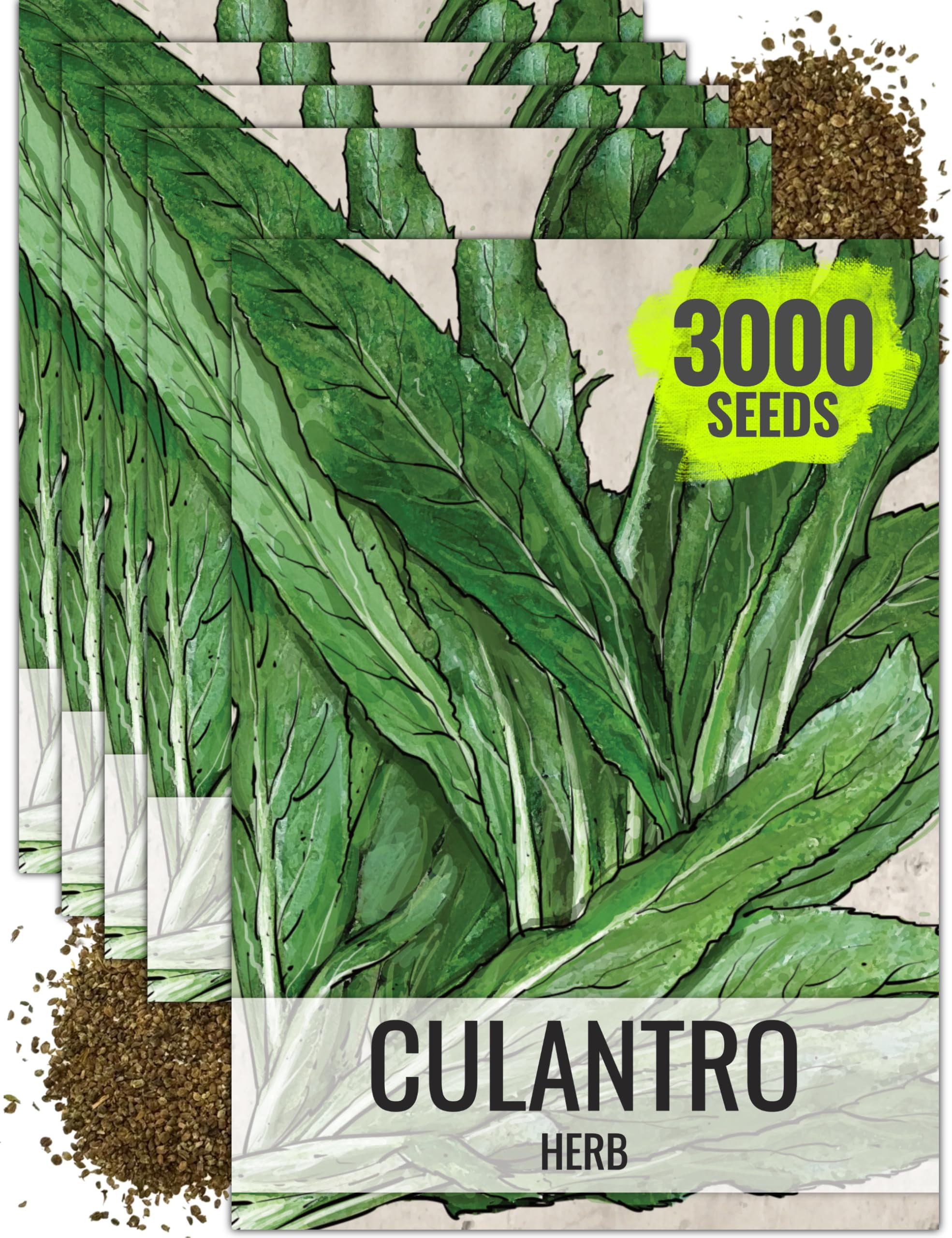 Seed Needs Culantro Seeds for Planting Mexican Coriander - Non-GMO Heirloom & Untreated Culinary/Medicinal Herbs to Grow an Indoor/Outdoor Herb Garden (5 Packs)