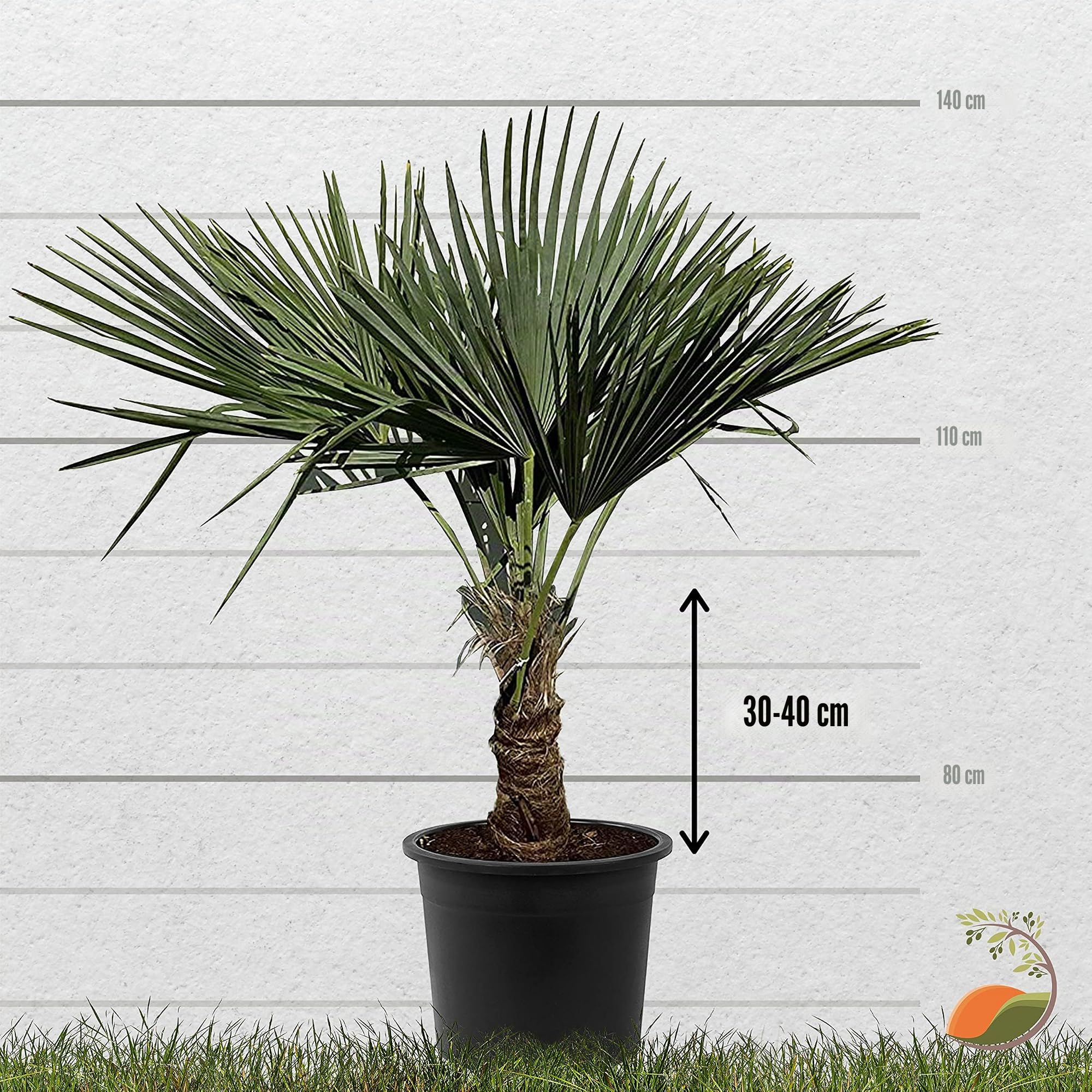 Tropictrees Trachycarpus Fortunei palmier à chanvre avec une hauteur de tronc de 30-40 cm | Hauteur 140cm | feuilles vertes | Paume pour l'intérieur et l'extérieur