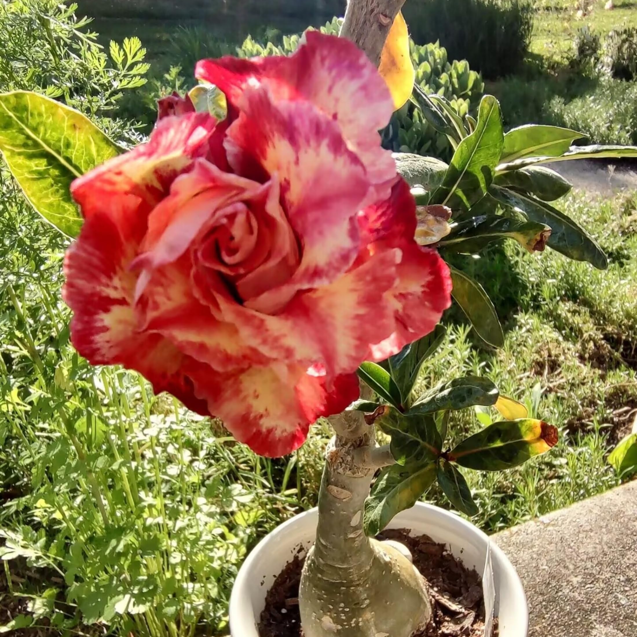 Desert Roses That Bloom All Year Round - Full of Flowers in Spring, Summer and Autumn, Evergreen in Winter,Hardy Perennial, Plants UK, Excellent Display-2bulbs-C