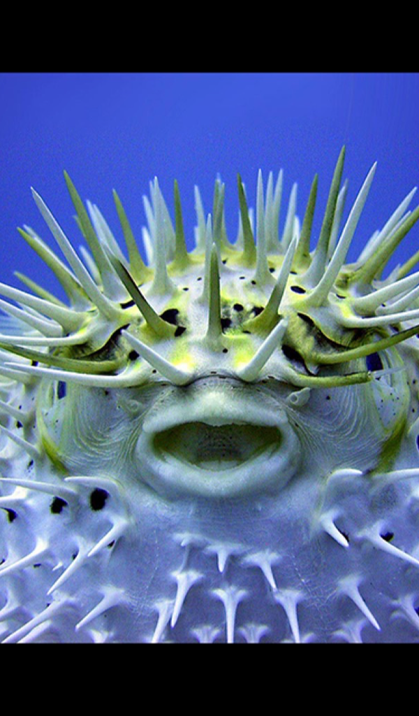 Puffer Fish Art Wallpaper Peel & Stick Wallpaper 3ft X 2ft Navy Fish