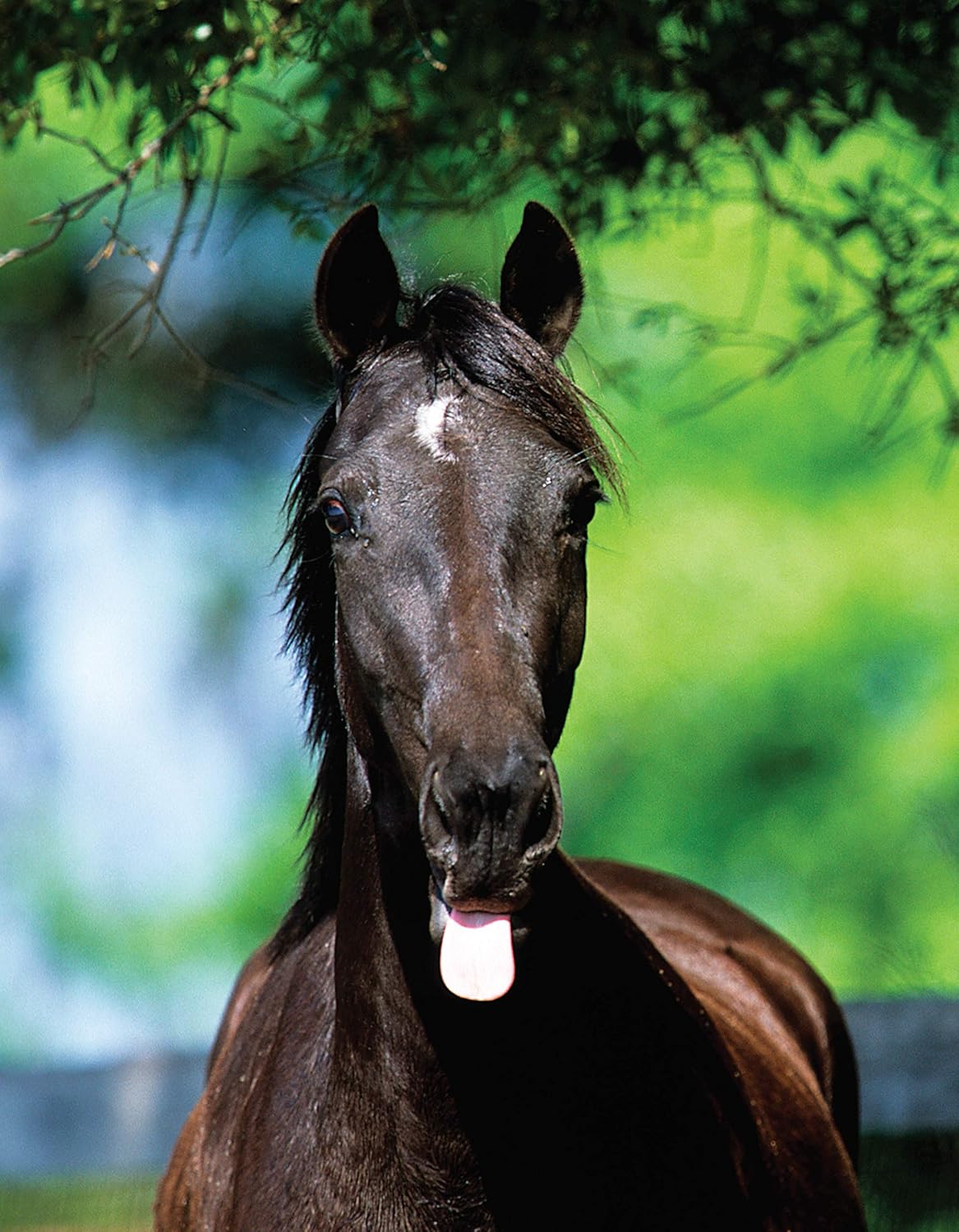 The Original Horse Bible: The Definitive Source for All Things Horse (CompanionHouse Books) 175 Breed Profiles, Training Tips, Riding Insights, Competitive Activities, Grooming, and Health Remedies      Paperback – January 1, 2011
