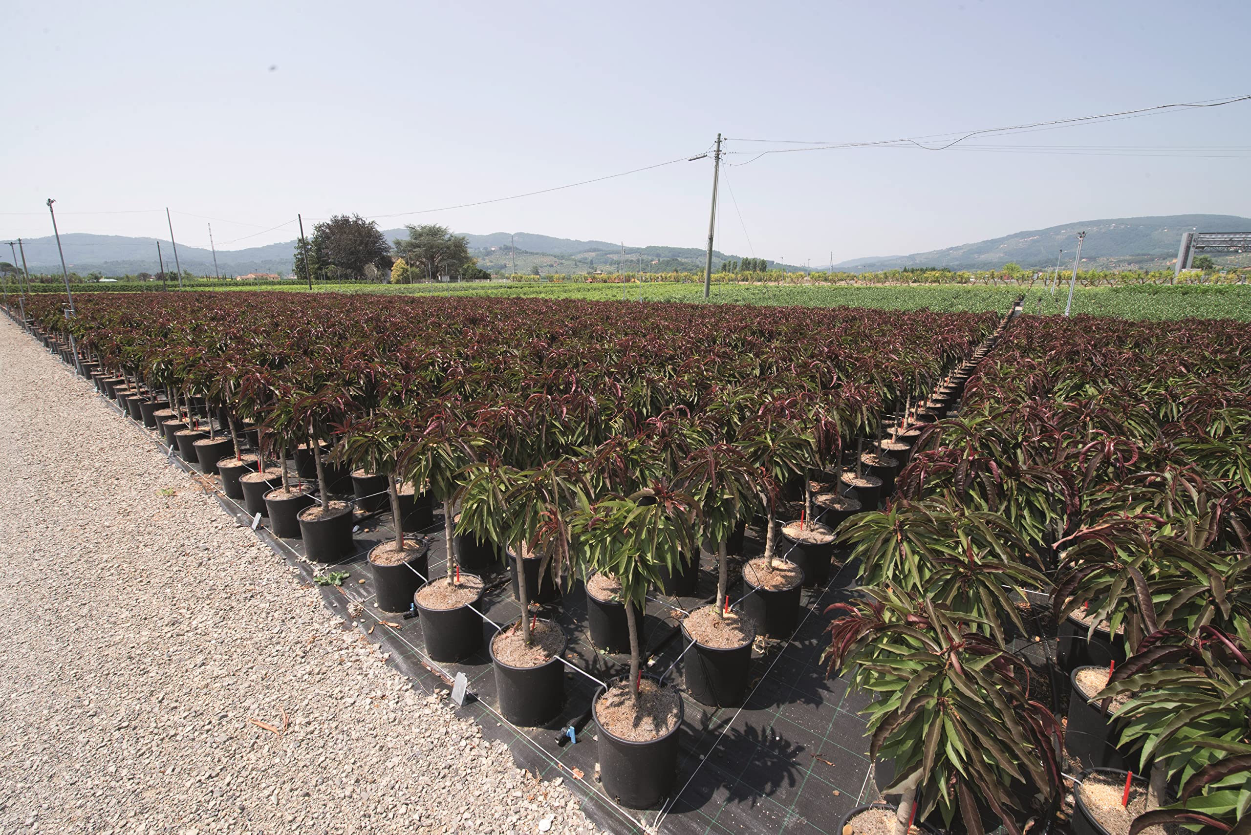 Vannucci Piante - Prunus persica nano (Pesco) 'Crimson Bonfire', Pianta vera in vaso, Pianta da esterno