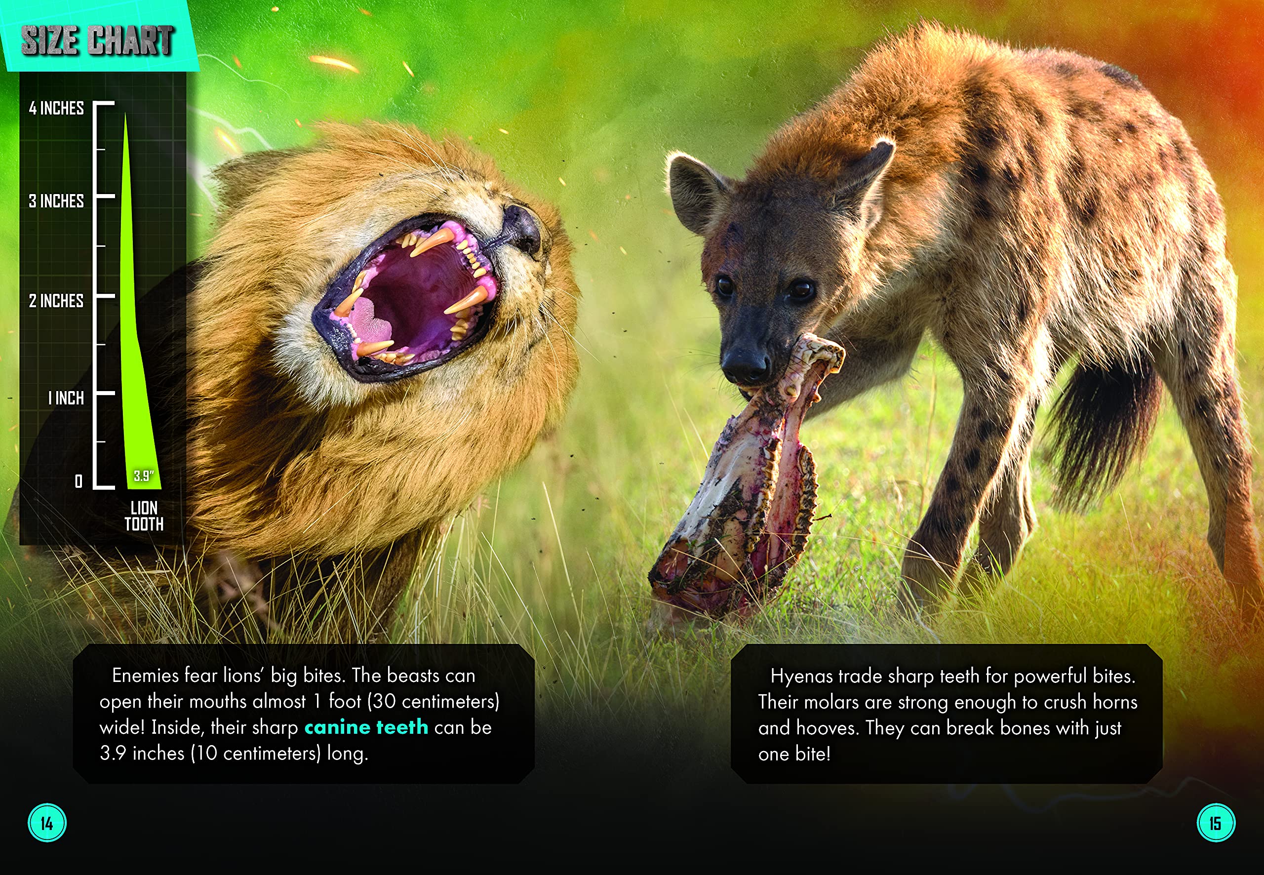 Lion Vs. Hyena Clan