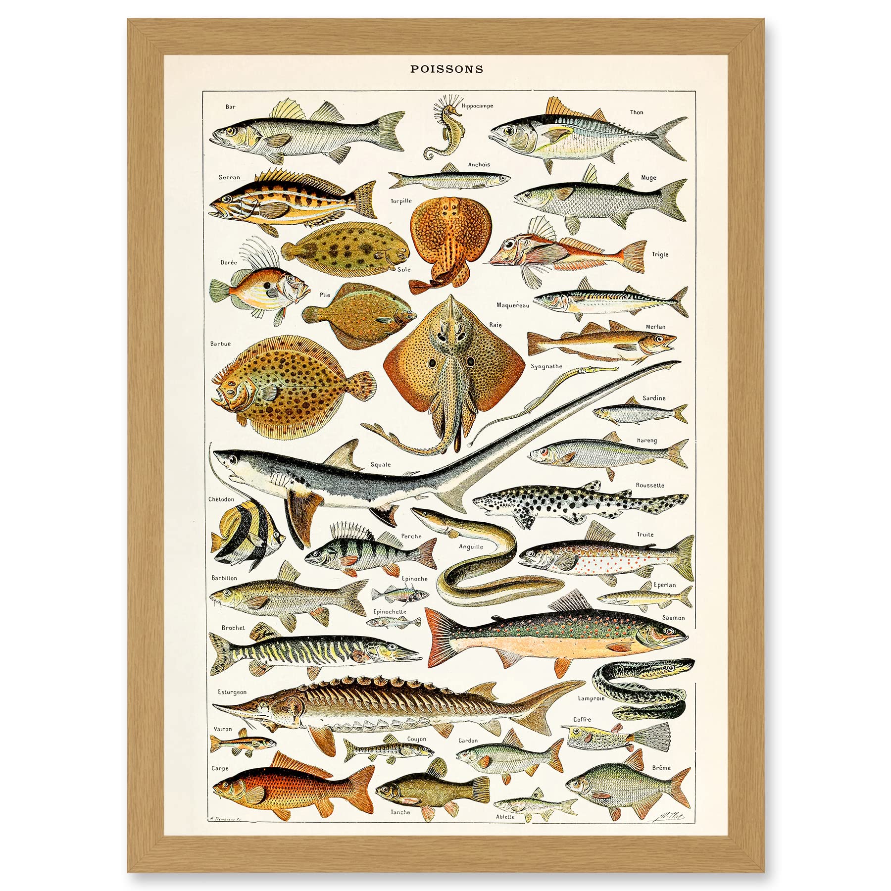 Artery8 Millot Encyclopedia vintage Fish Shark Ray Nature Artwork Framed A3 Wall Art Print