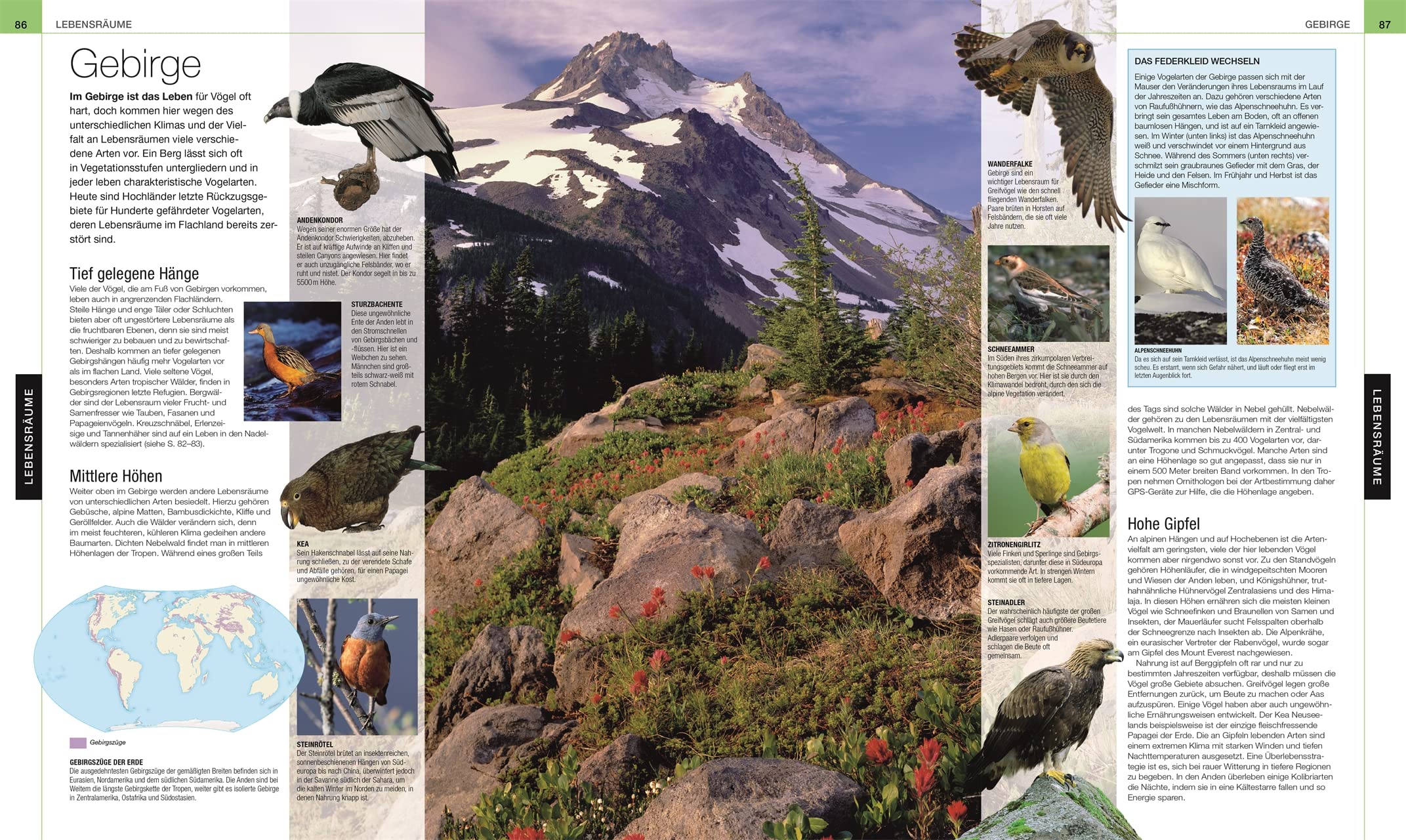 Vögel: Die große Bild-Enzyklopädie mit über 1200 Arten und 5000 Abbildungen (DK Bibliothek)