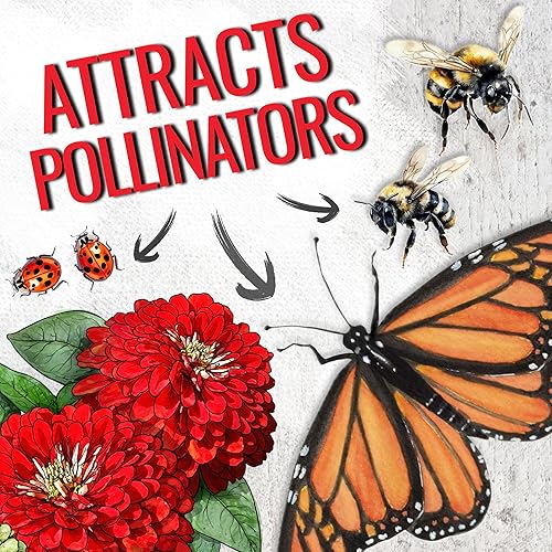 Miniatura 5 de Seed Needs Semillas de Zinnia para plantar zinnias de llama escarlata, reliquia y flores de corte anual de polinización abierta, perfectas para