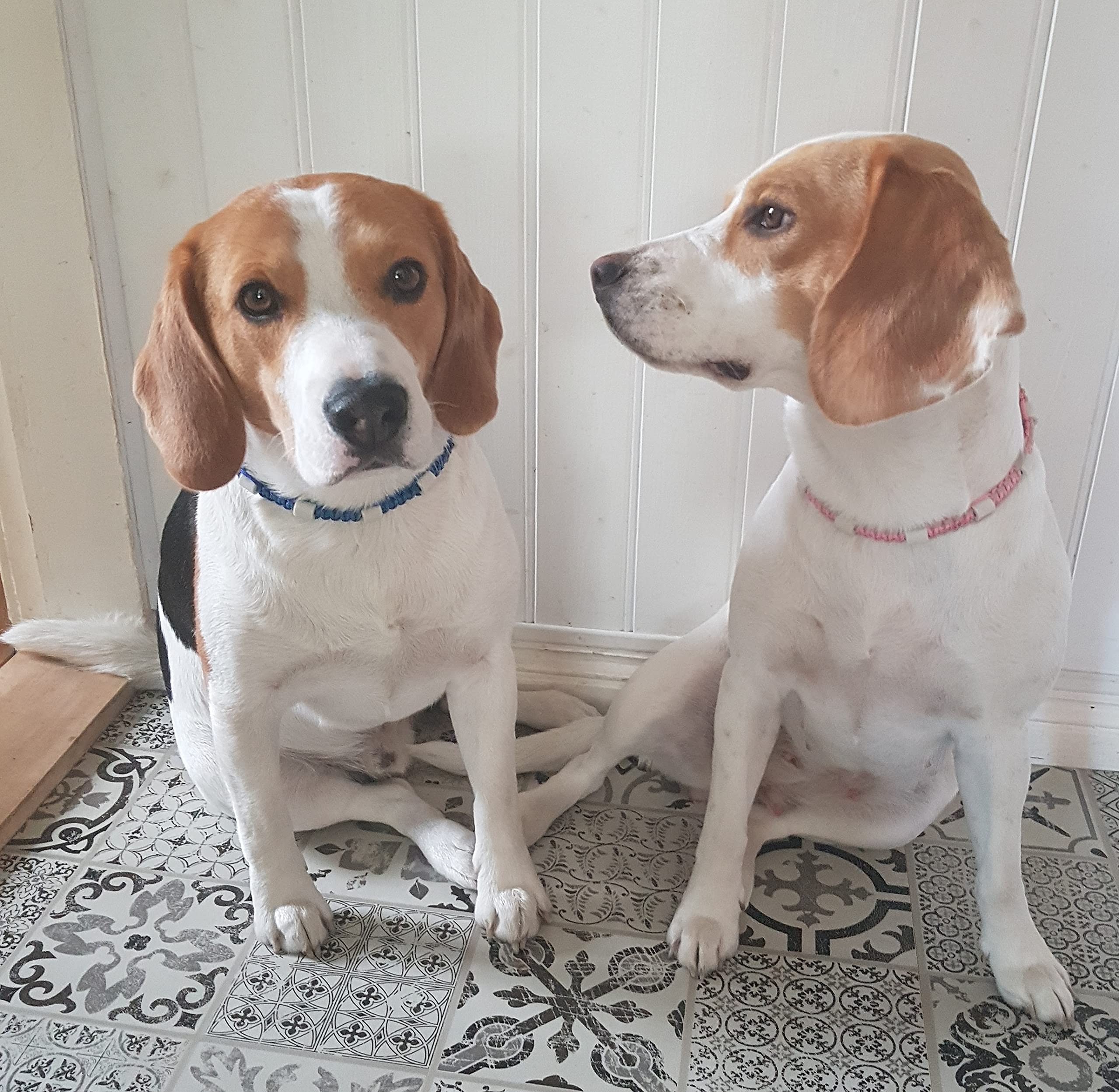 céramique EM - Collier paracord pour chien - coupe sur mesure - désormais possible avec prénom - veuillez prendre en compte le descriptif !