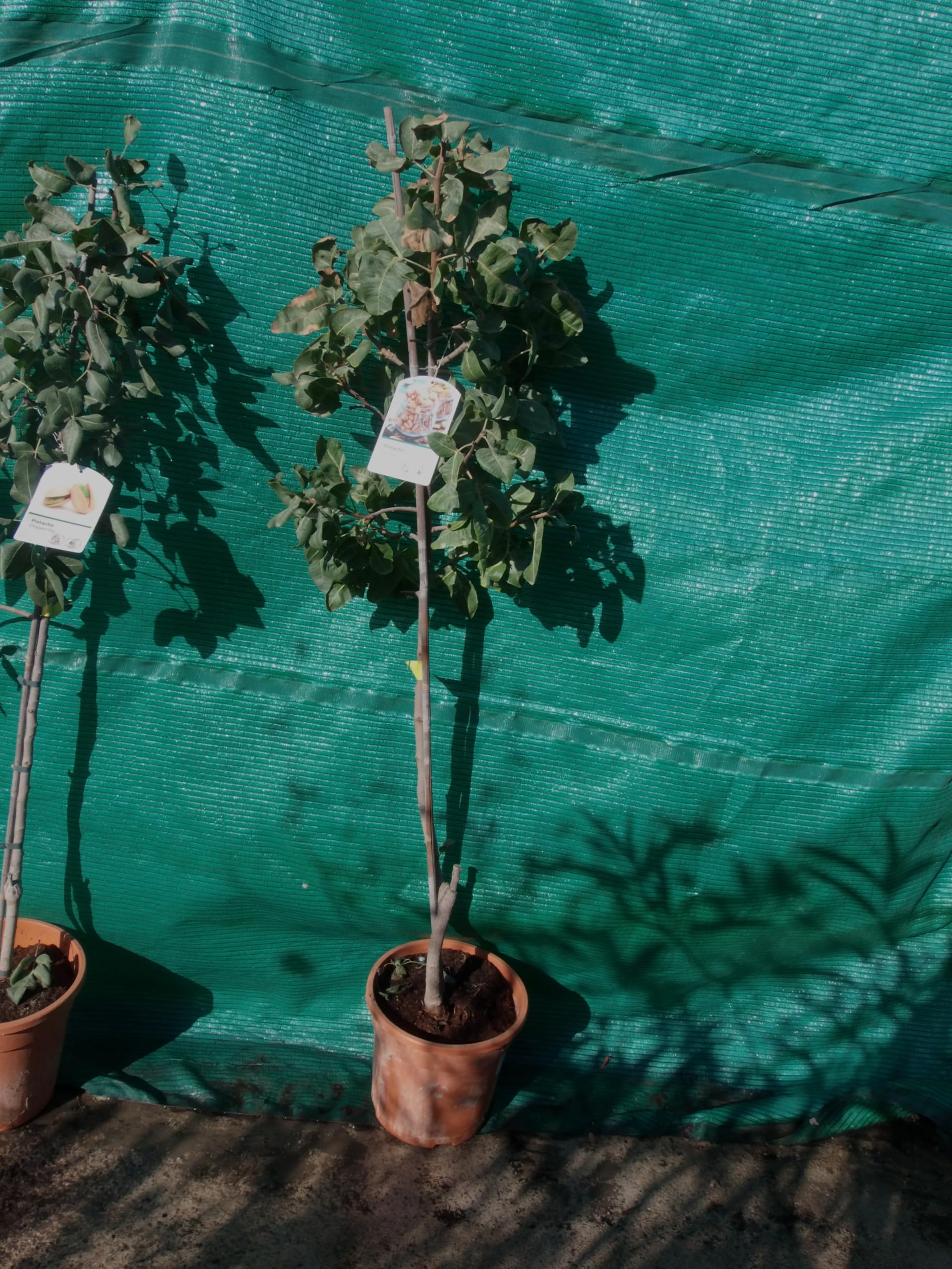 Árbol de Pistacho Real (Pistacia vera) frutos comestibles/una planta femenina
