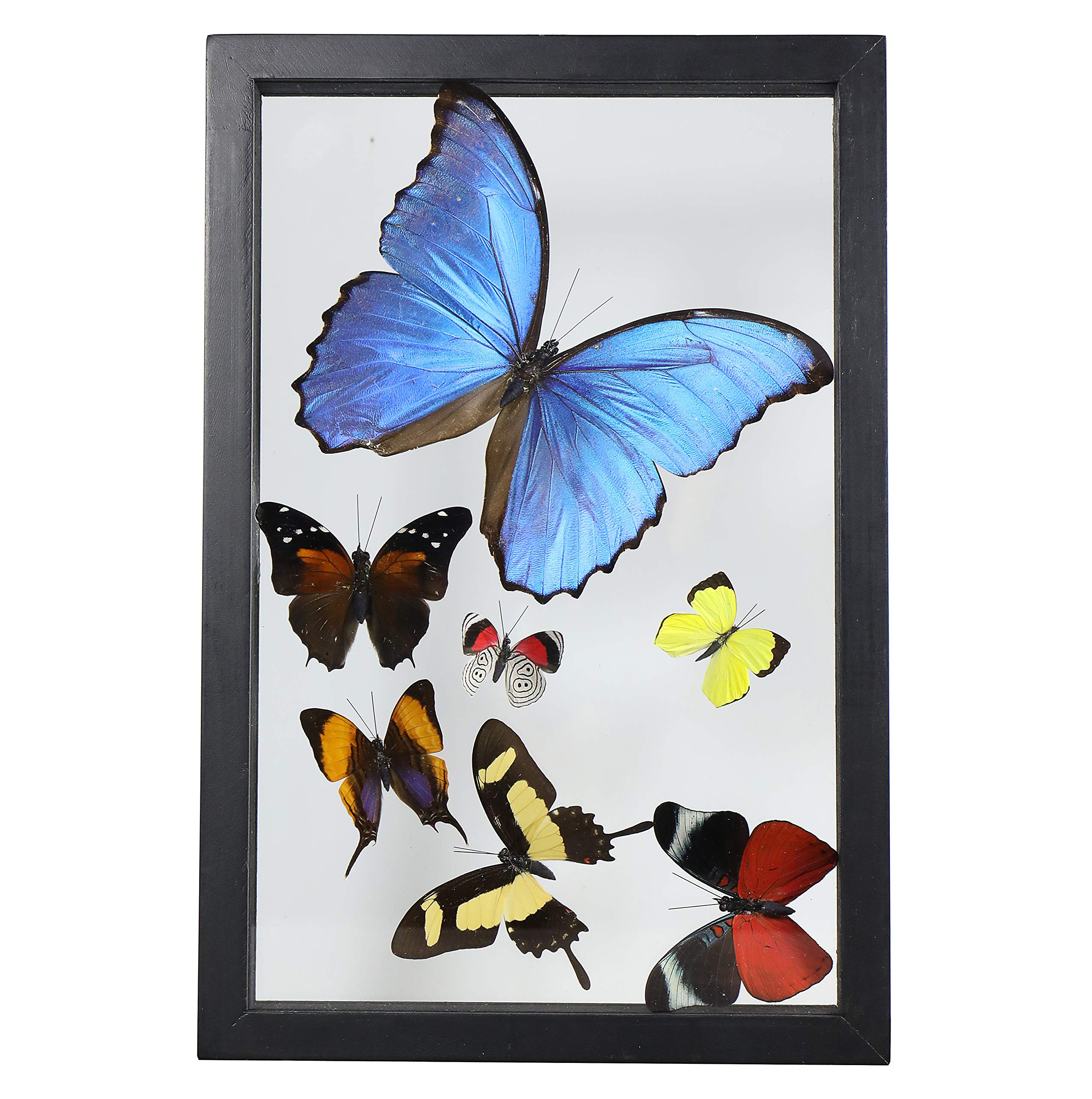 Beverly OaksAmazing Blue Morpho Butterfly with Additional 6 Amazing Assorted Butterflies, Professionally Mounted, with Certificate of Authenticity