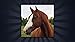 Name That Horse Breed