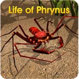 Life of Phrynus - Whip Spider