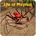Life of Phrynus - Whip Spider