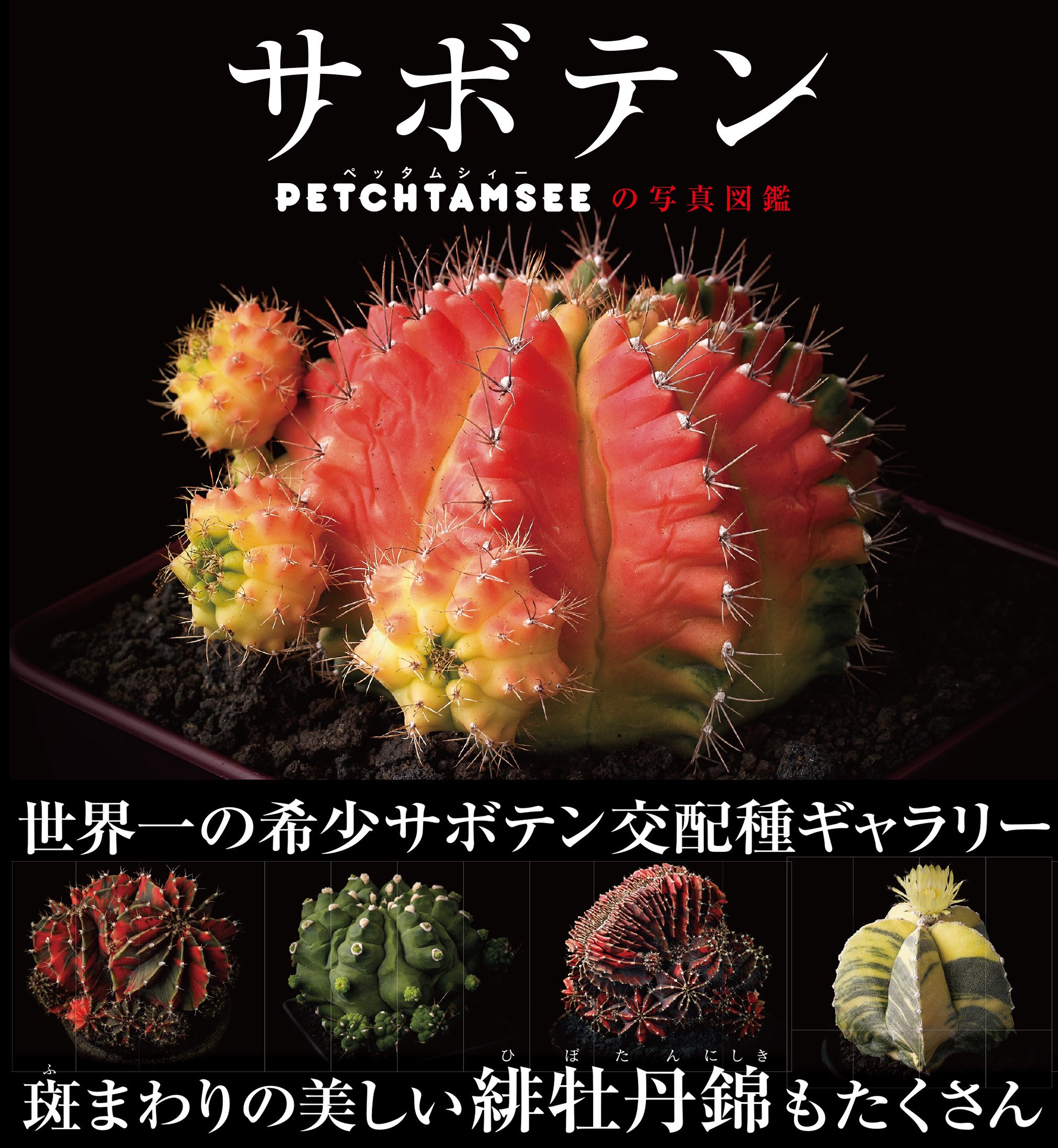 サボテン Petchtamseeの写真図鑑 カイモック チャウィーワナコン 八木 恭子 本 通販 Amazon