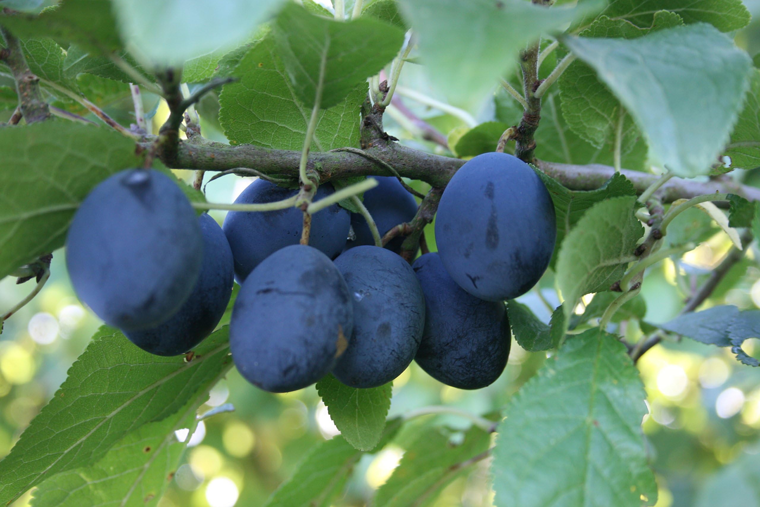 Dwarf Patio Damson 'Merryweather ' Fruit tree for pots, or small gardens