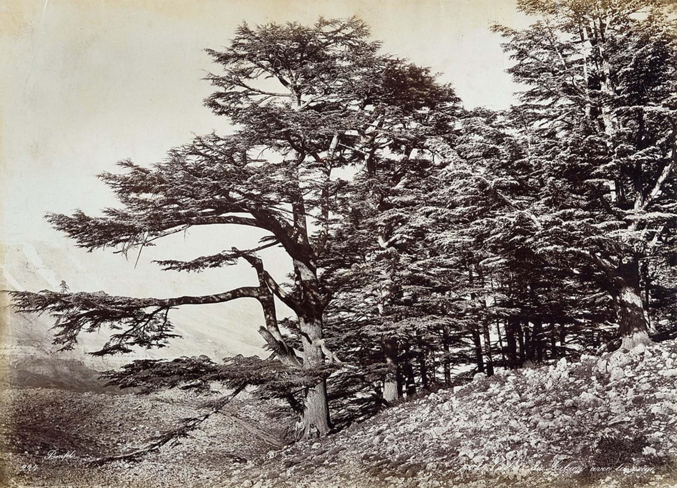 ARTXLXXBN Famous Art Print Poster Vintage Wall Art Large Cedar Tree in Lebanon by Félix Bonfils Canvas Art Poster for Home Decor 60x90cm