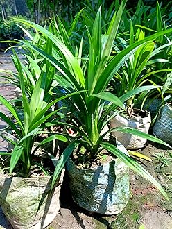 All Time Original Payes leaf/Pandan leaf/Basmati leaf/Briyani leaf plant || For home garden outdoor indoor plant.