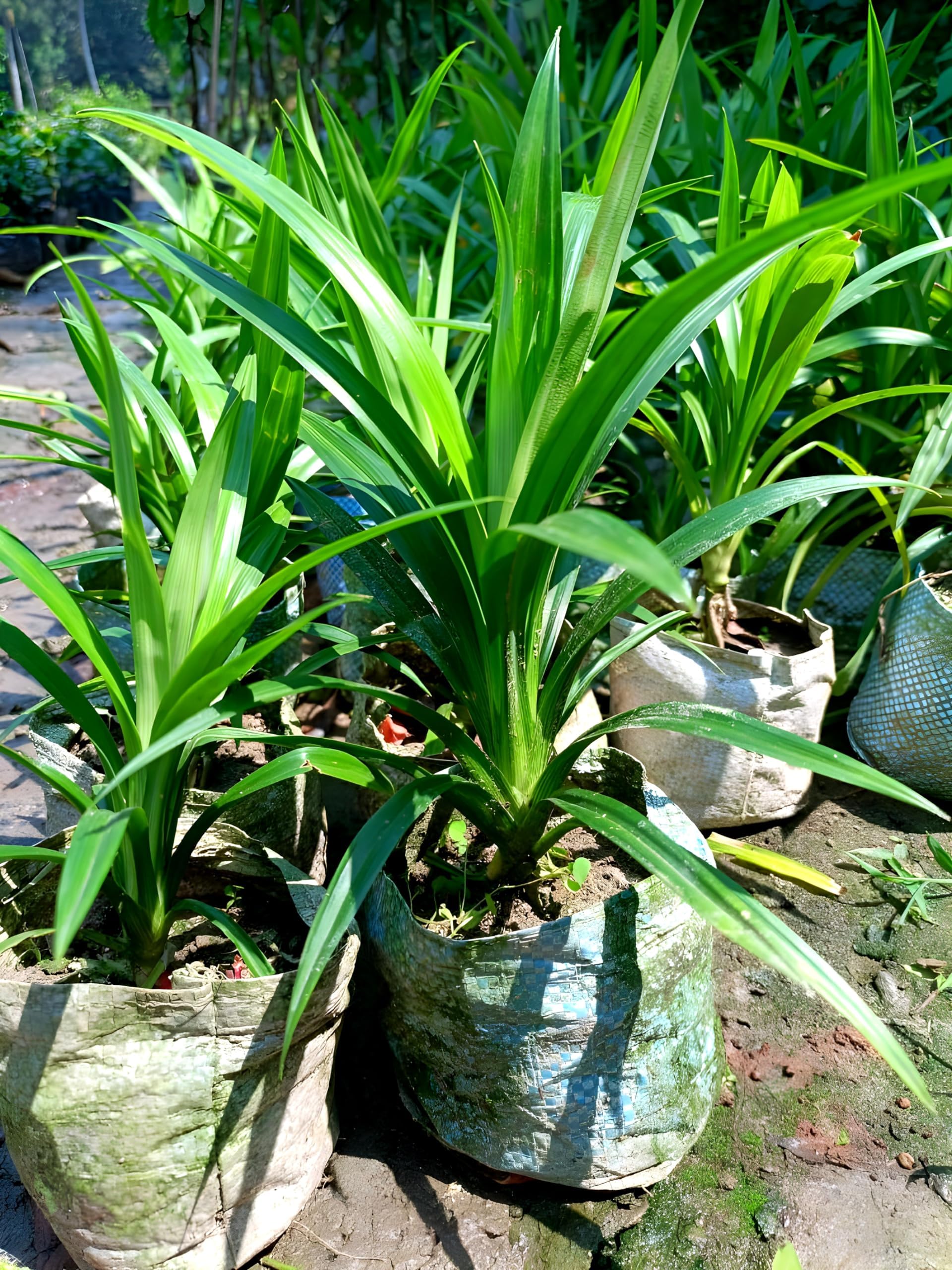 All Time Original Payes leaf/Pandan leaf/Basmati leaf/Briyani leaf plant || For home garden outdoor indoor plant.