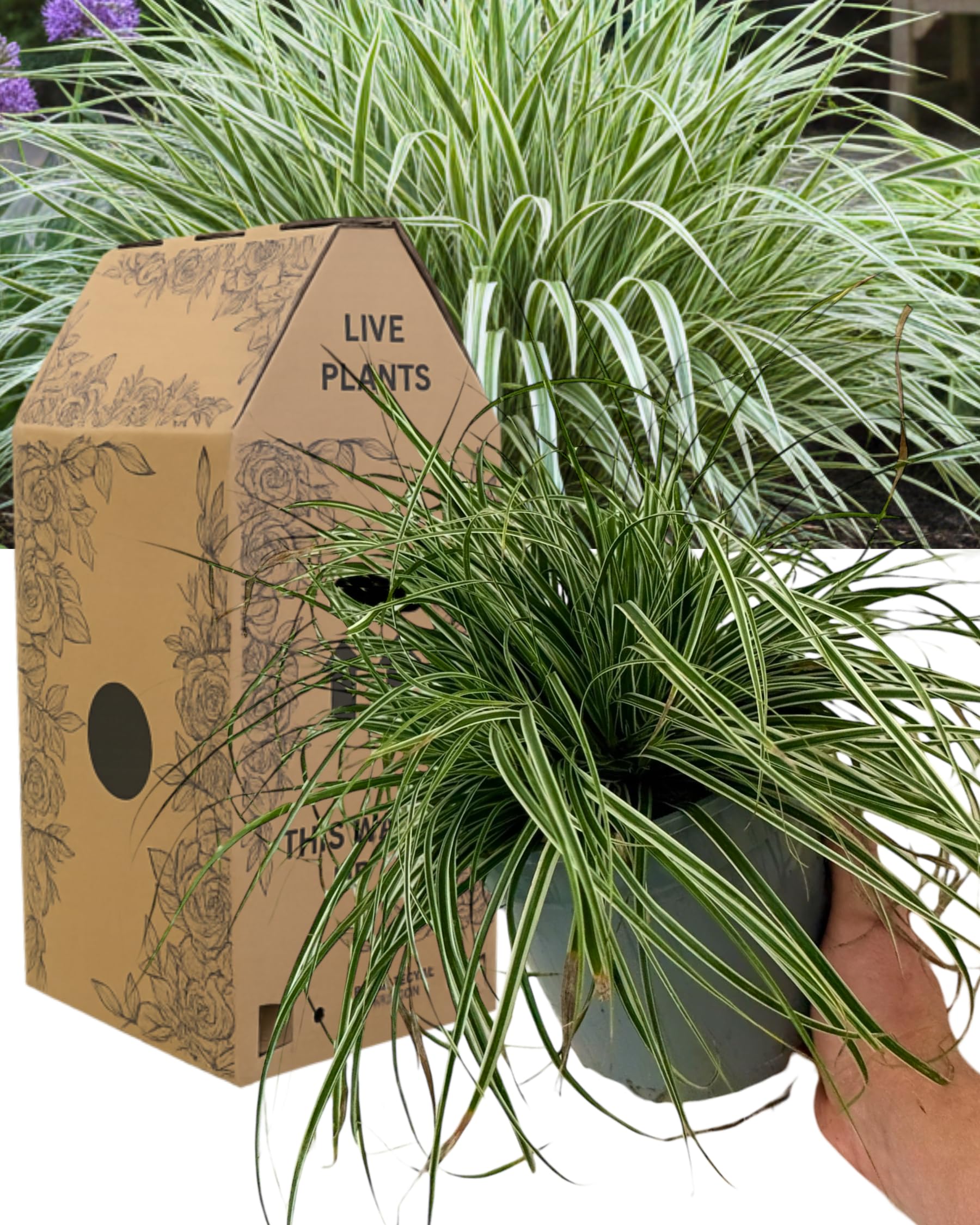 Verdant Living Everest Carex Ornamental Grass - Decorative Evergreen Perennial Sedge for Beds, Borders, Containers & Gardens. 1x Large, Well Established 2L Rootball. Outdoor Garden Ready & Peat Free — image 1