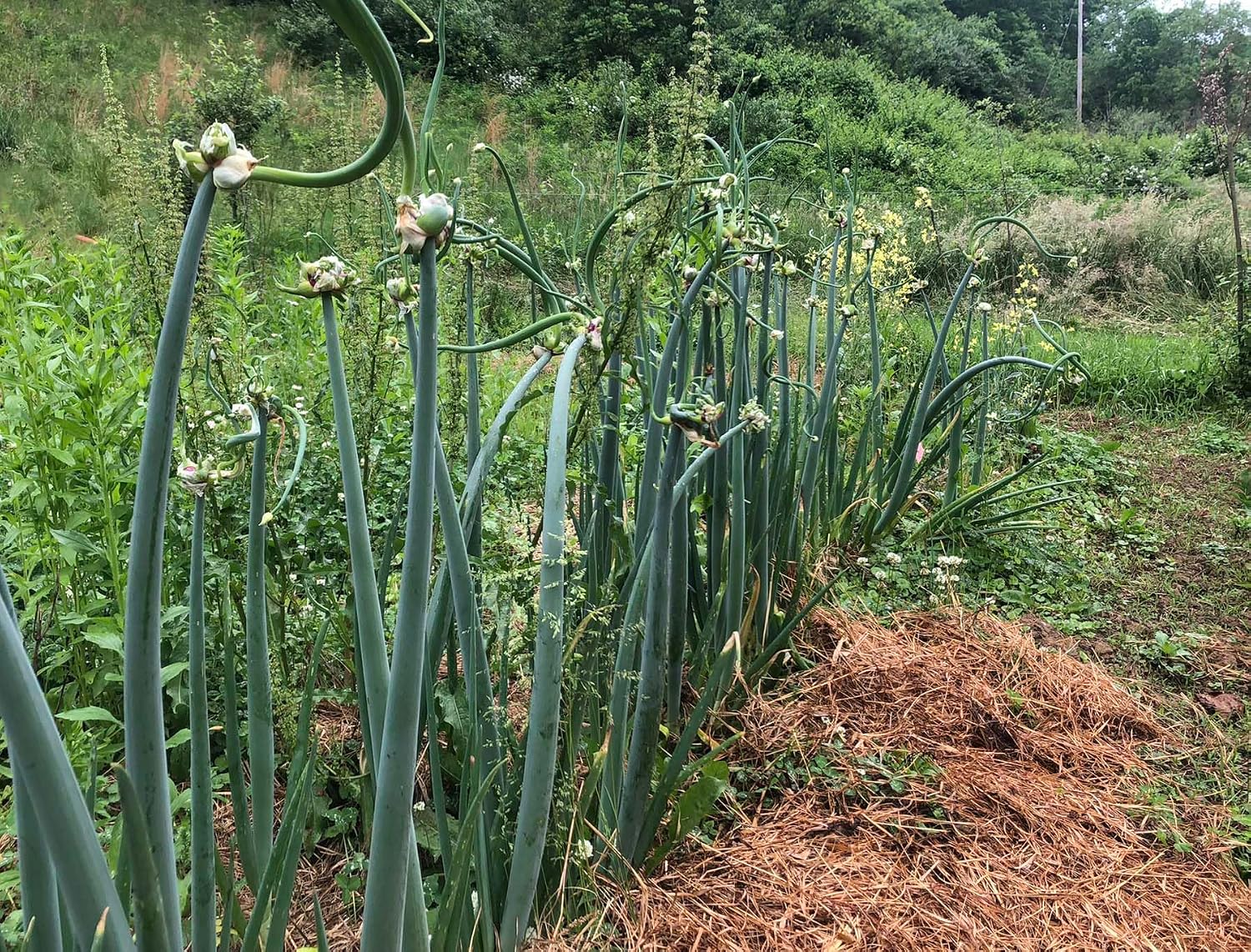 Smoke Camp Crafts Organic Egyptian Walking Onion Live Plant (Allium x wakegi, Allium x proliferum) in 2.5 inch Pot for Planting | Perennial Bunching Top Setting Specialty Onion