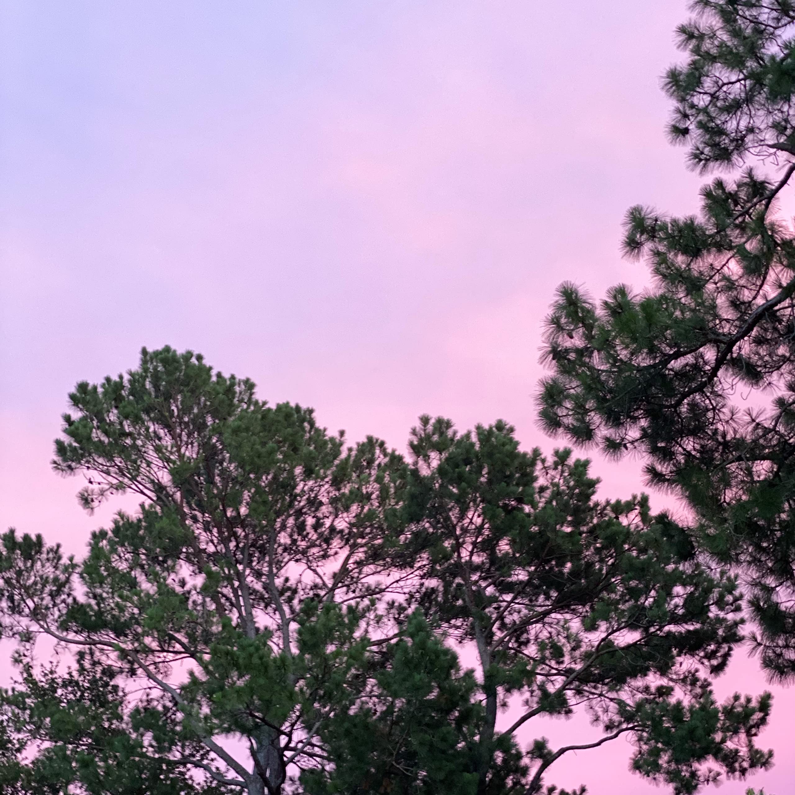 Francisco Bustamante