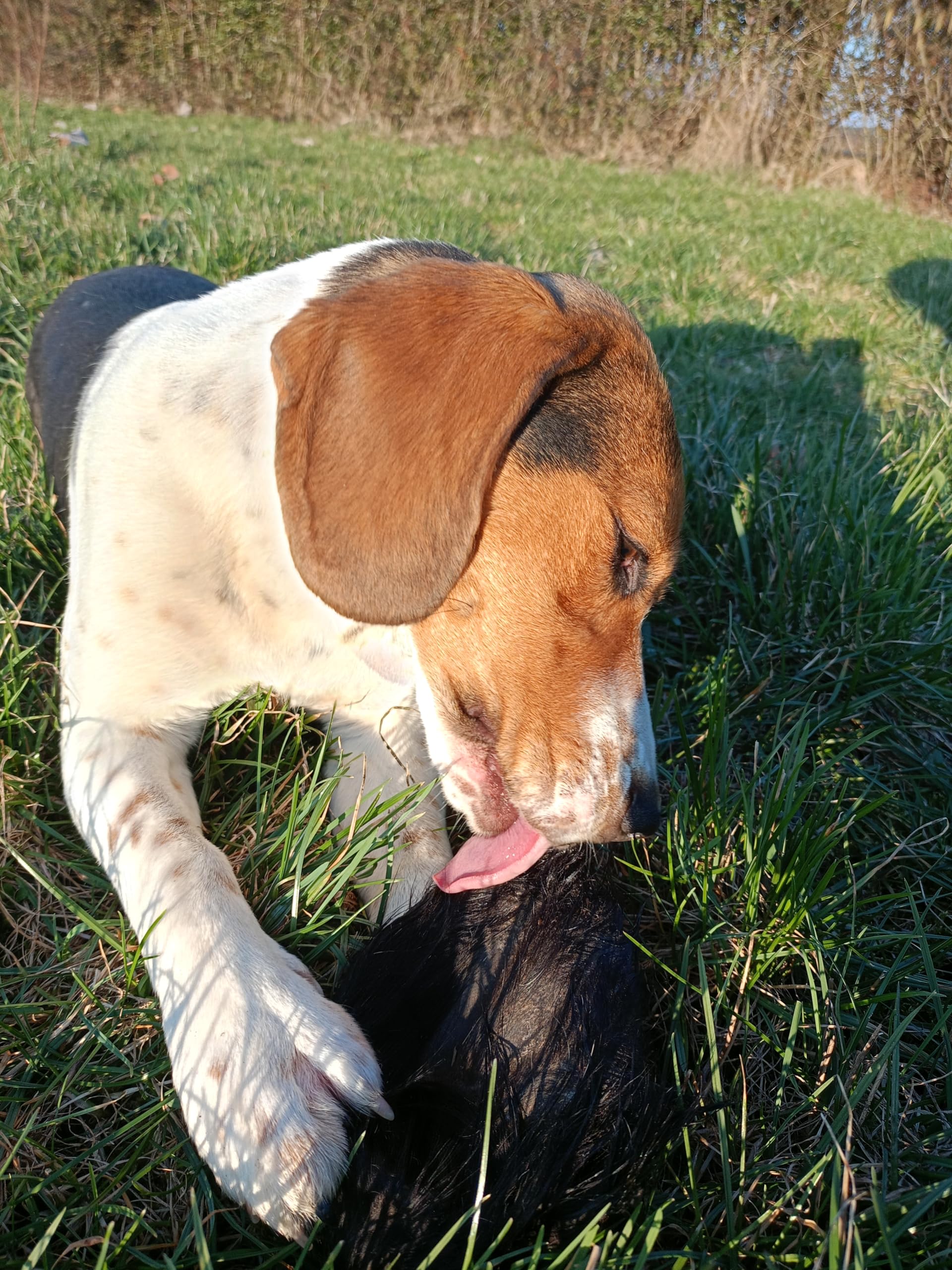 Premium - Orecchie di bovino per cani – XXL – orecchie di manzo con pelliccia – orecchie di bovino come cuoio capelluto di bovino – articolo da masticare – Lucze Premium per cani (20 pezzi)