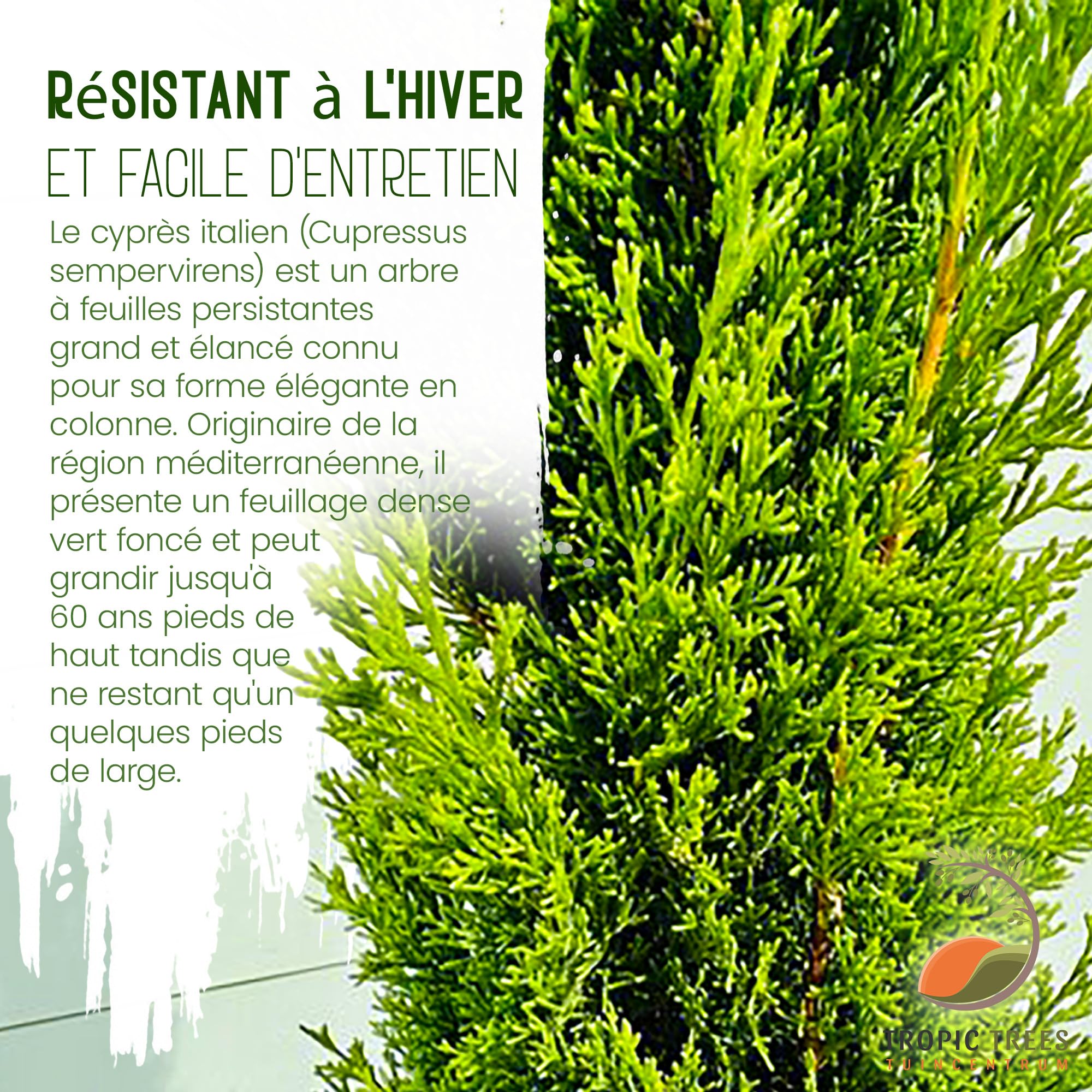 Tropictrees Cypres d'Italie Rustique - Cupressus Semperviren avec 120 cm de Hauteur - Véritable Arbre pour l'intérieur et l'extérieur - Plante Exterieur Jardin en Pot