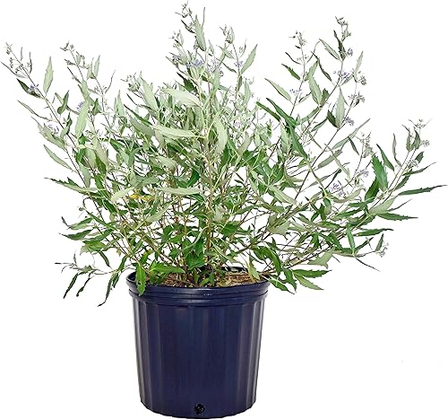 Caryopteris X cland. 'Dark Knight' (Blue Mist Shrub) Arbusto, flores de color azul púrpura, #3 - Contenedor de tamaño