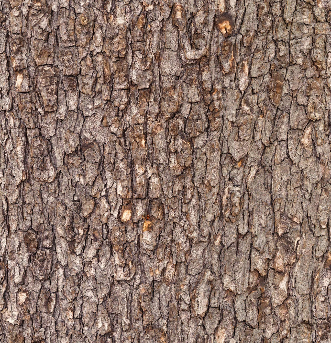 DWELLSINDIA Tree Bark Self Adhesive Peel and Stick PVC Wallpaper Waterproof, Scratch Resistant, Laminated (41CM X 244CM, Brown, Matt) (B08VNN7QPD) Amazon Price History, Amazon Price Tracker