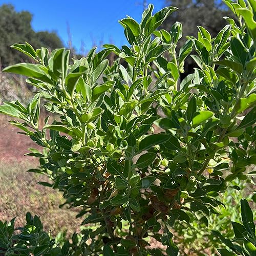 Miniatura 2 de Ashwagandha - Paquete de 80 semillas de hierbas sin OMG polinizadas abiertas sin tratar para plantar de EE UU