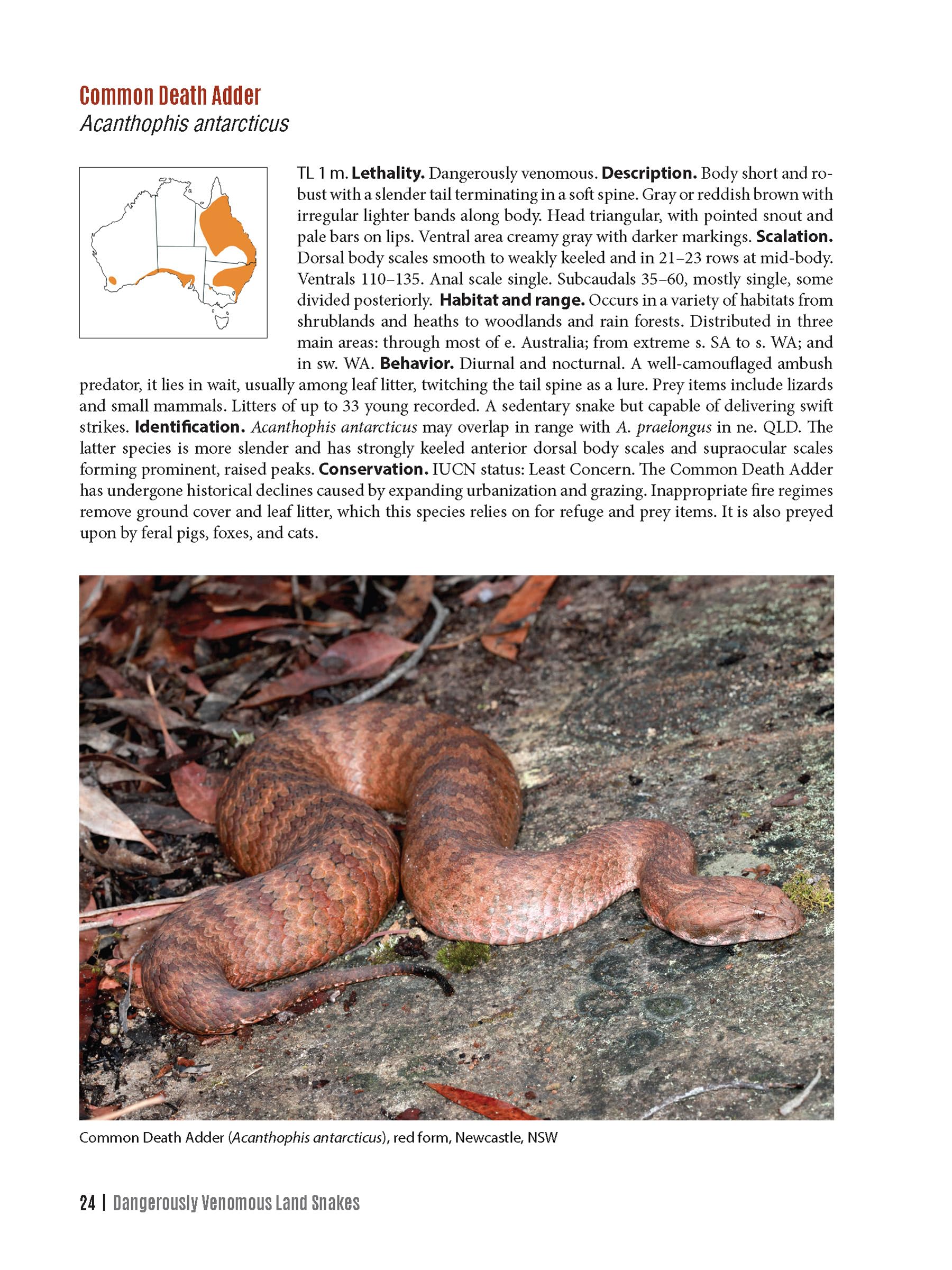 Dangerous Snakes of Australia: A Guide to Their Identification, Ecology, and Conservation (Zona Tropical Publications / Hellbender) - Image 5
