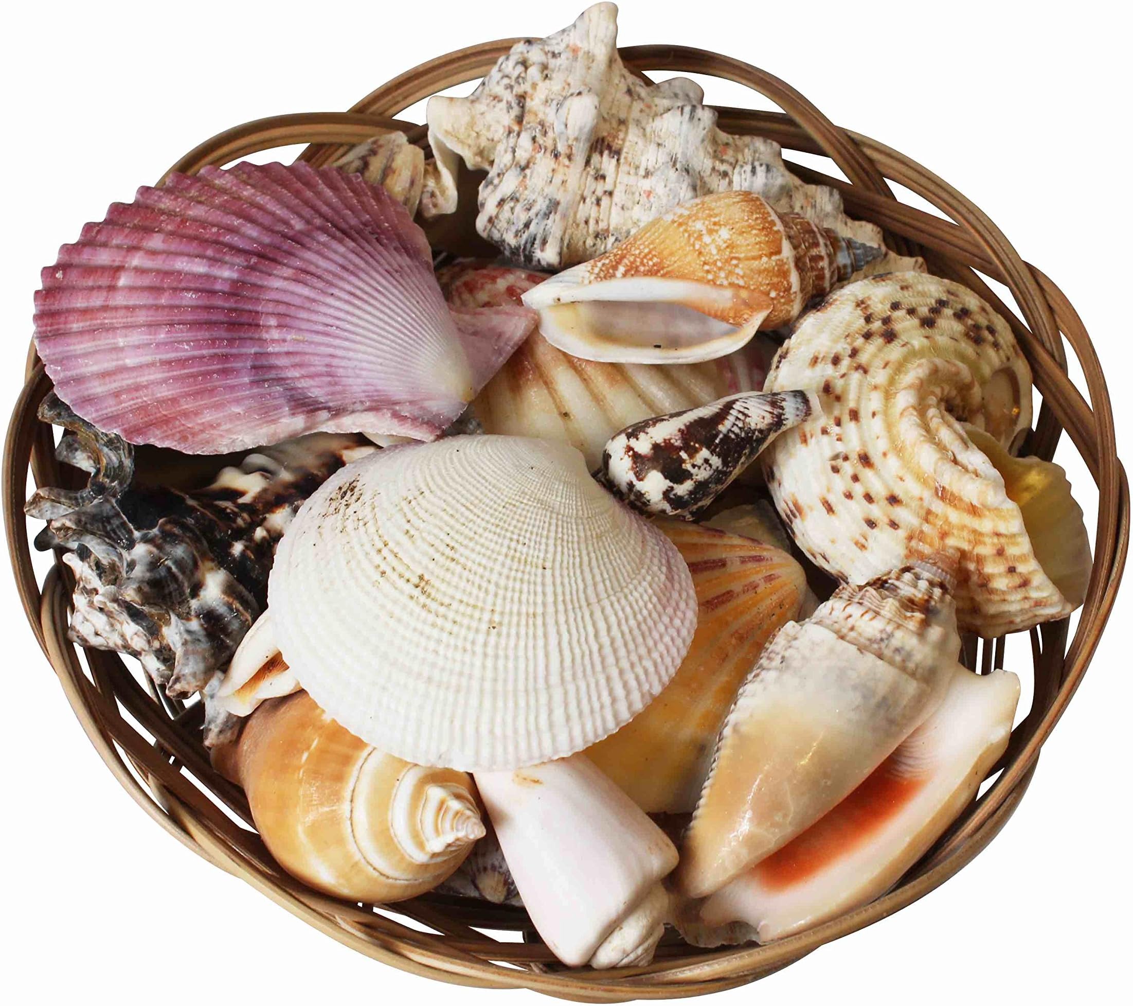 Assorted Tropical Shells in a Decorative Wicker Basket 6” (15cm)