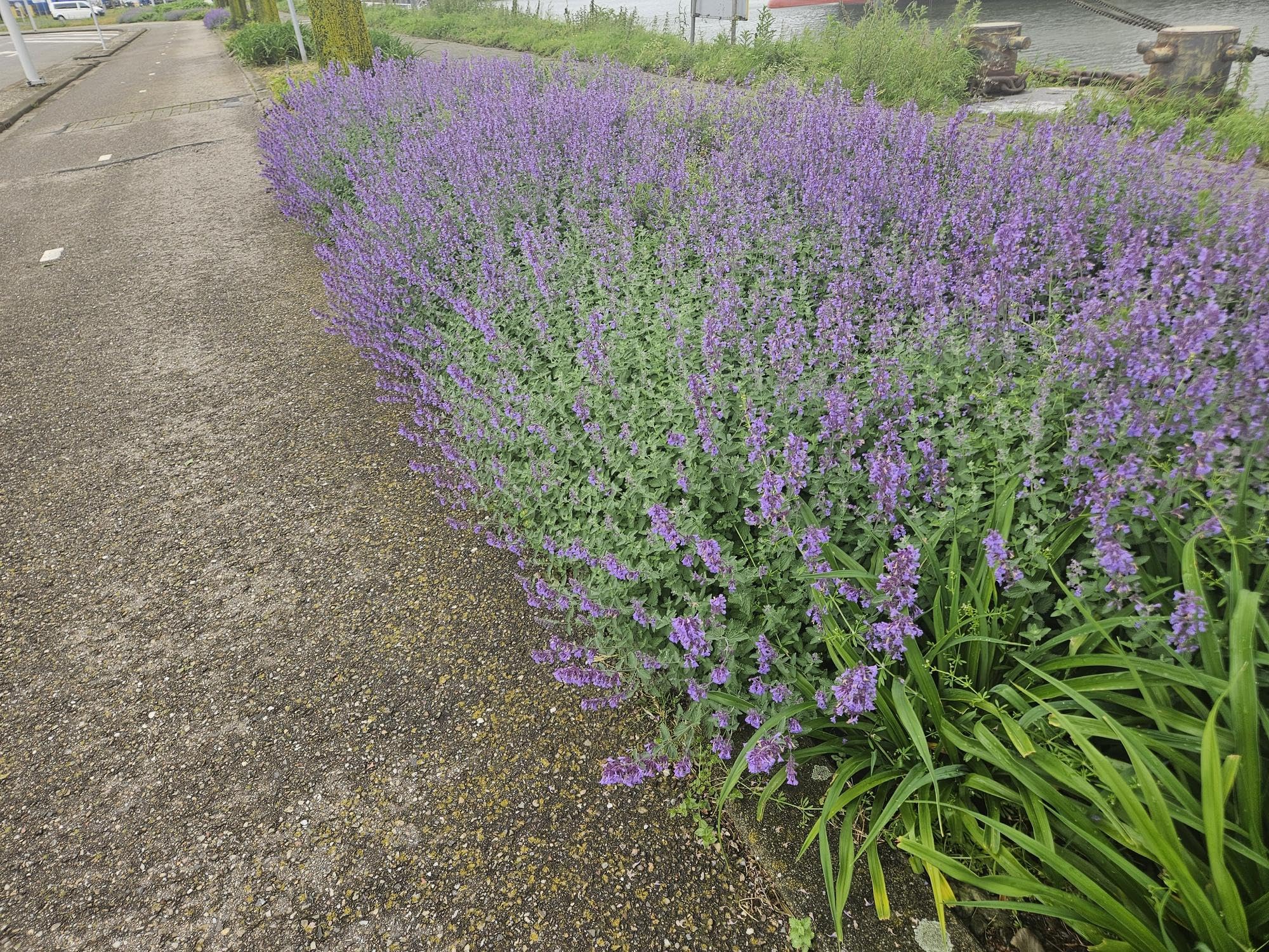 Kocimiętka ze srebrno-zielonymi liśćmi, na grządkę, niebieska, zestaw 48 sztuk, Ø 9 cm