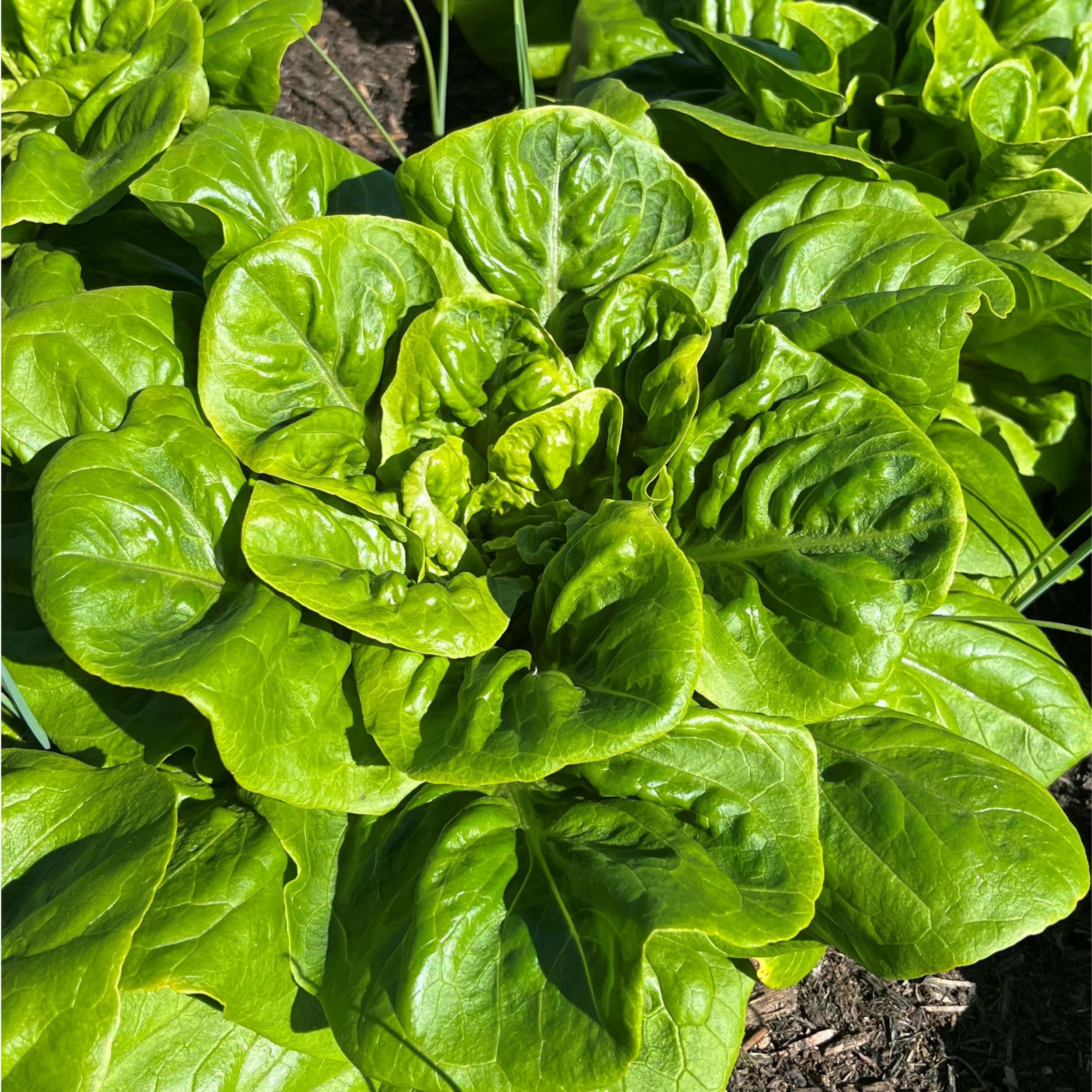 LETTUCE MIXED SALAD LEAVES 500 SEEDS Amazon.co.uk Garden