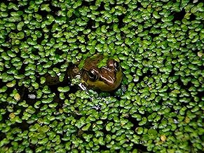 DuckWeed - 1 Large TableSpoon (70 Grams) - tortoise food