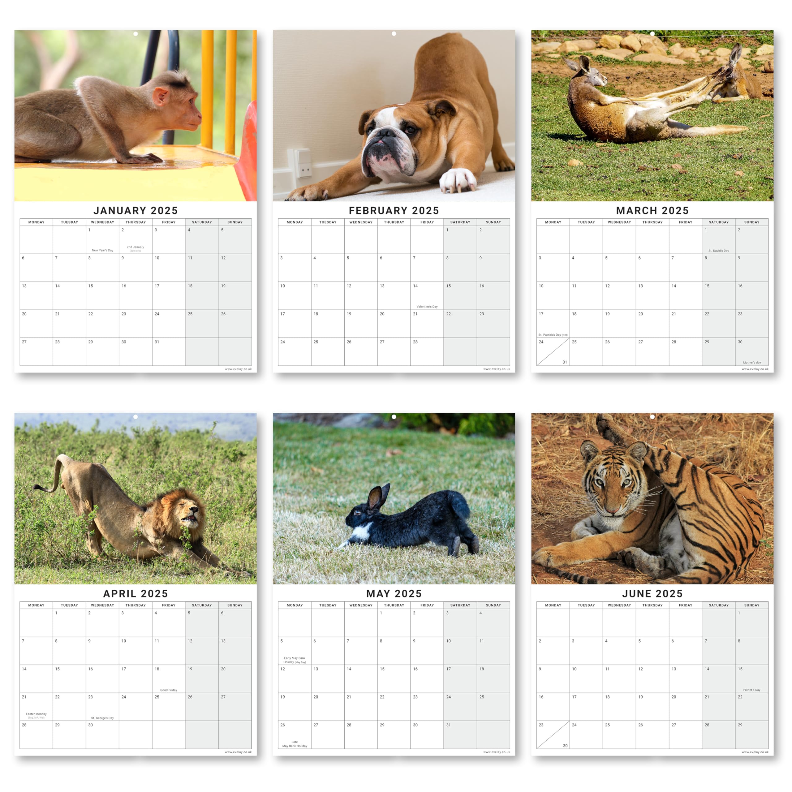 Evelay 2026 British Wildlife Wall Calendar Slim Month To View Family Planner Organise~p214786766