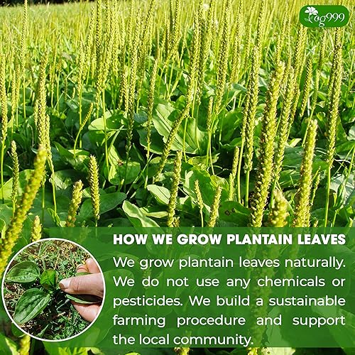 Miniatura 5 de TOG999, Bolsas de té premium, 100% natural y puro, té de hierbas de hojas sueltas. Sin azúcar, sin gluten, vegano. (60 bolsas, té de plátano)