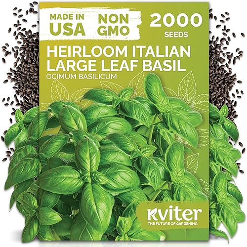 KVITER 2000 semillas de albahaca italiana para plantar (Ocimum basilicum)  Albahaca dulce genovesa, reliquia y sin OMG, sabor clásico a pesto