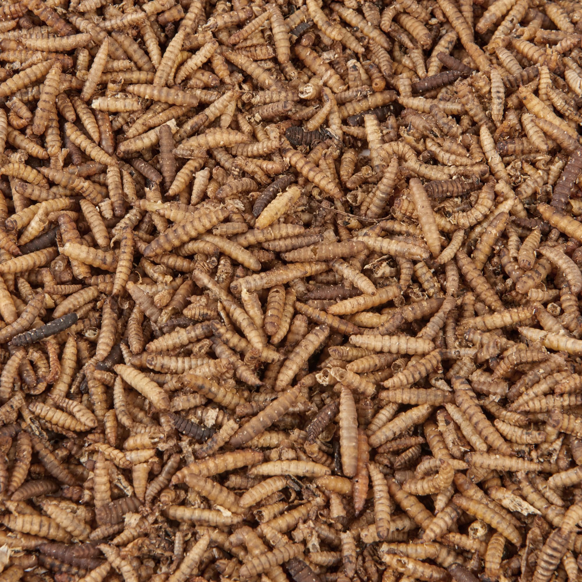 Wild Bird Food (500g, Calci Worms)