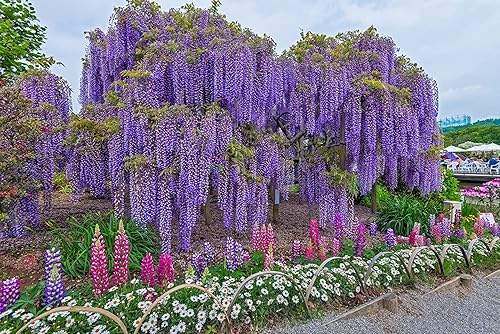 Miniatura 2 de Semillas exóticas de vid de glicina china, paquete de 10 unidades, Wisteria sinensis, 10 semillas para cultivar, vid floreciente