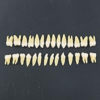 Vista 5 de 1 caja de dientes modelo dental modelo 28 piezas 1:1 dientes permanentes completos M7021