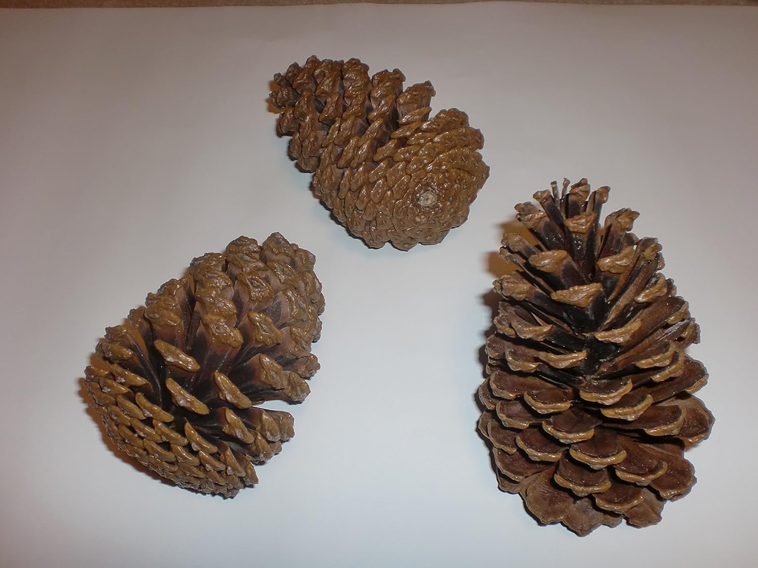 巨大 松ぼっくり 松笠 世界最重量 木の実 オオミマツ コウルテリマツ