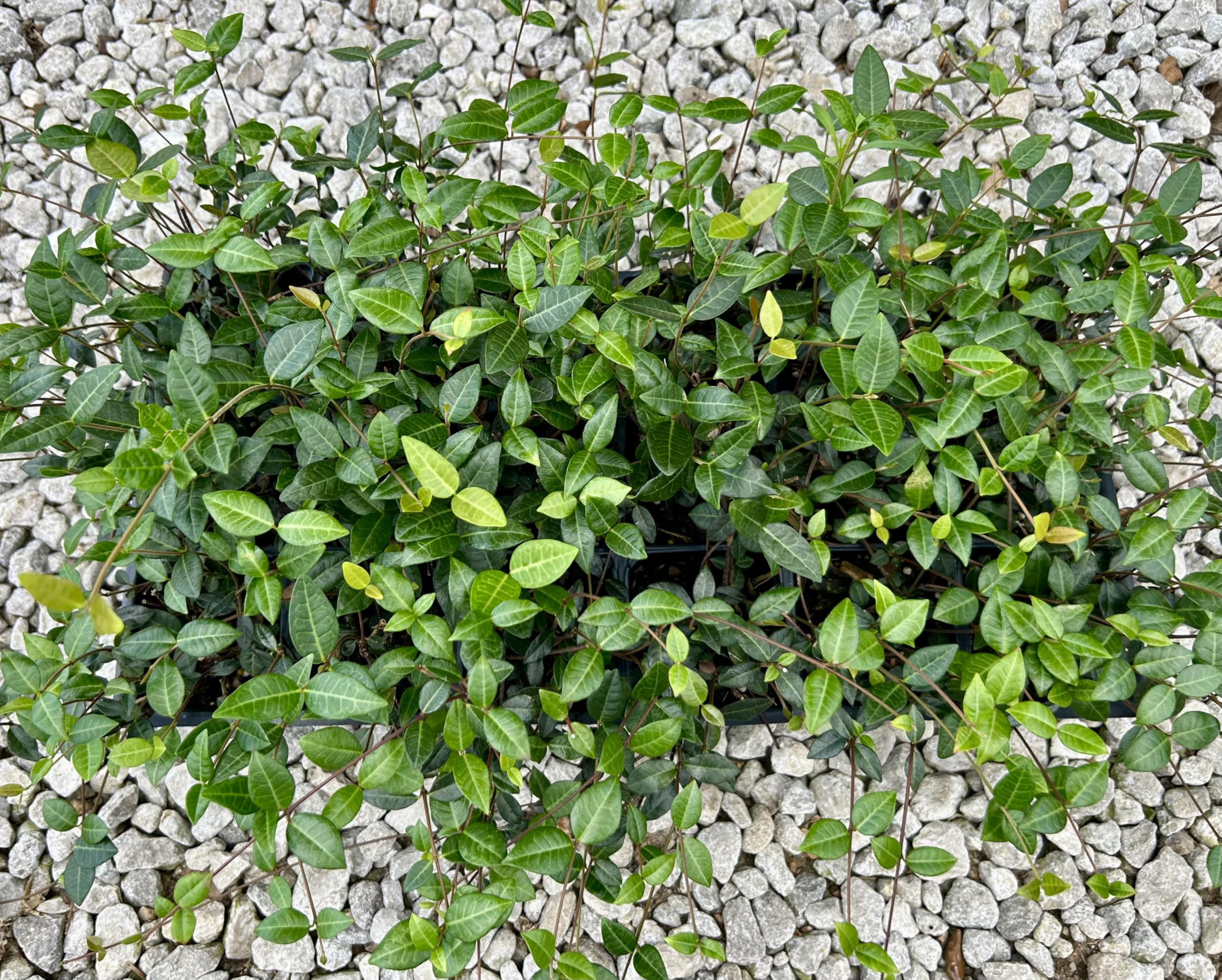 Asiatic Jasmine Live Plants 18 Count