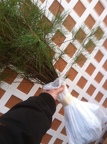 Evergreen Surtido de plántulas de trasplante de 6 a 15 pulgadas de alto Qty-12 con tiempo de primavera libre Envío regalo de plántulas