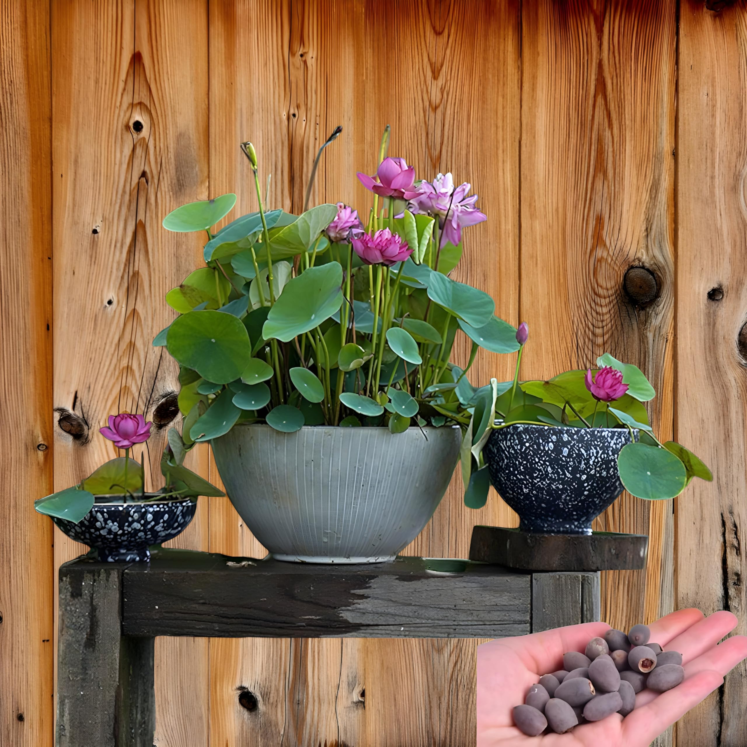 Organic Lotus Seeds for Planting in Water Pots, Indoor Balcony Water Garden Seeds for Pond, Aquarium or Outdoor Tub Cultivation, Easy-Grow Water Plant Seeds, pack of 30-image-11
