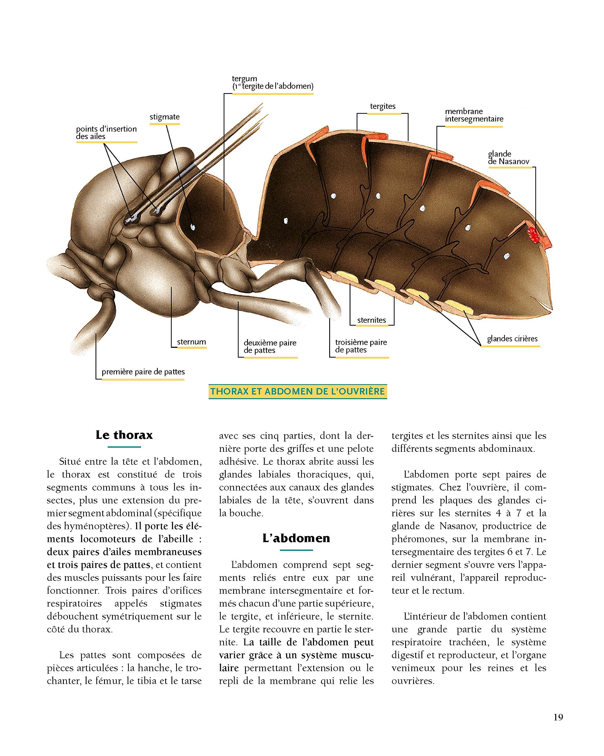 Le traité Rustica de l'apiculture version luxe