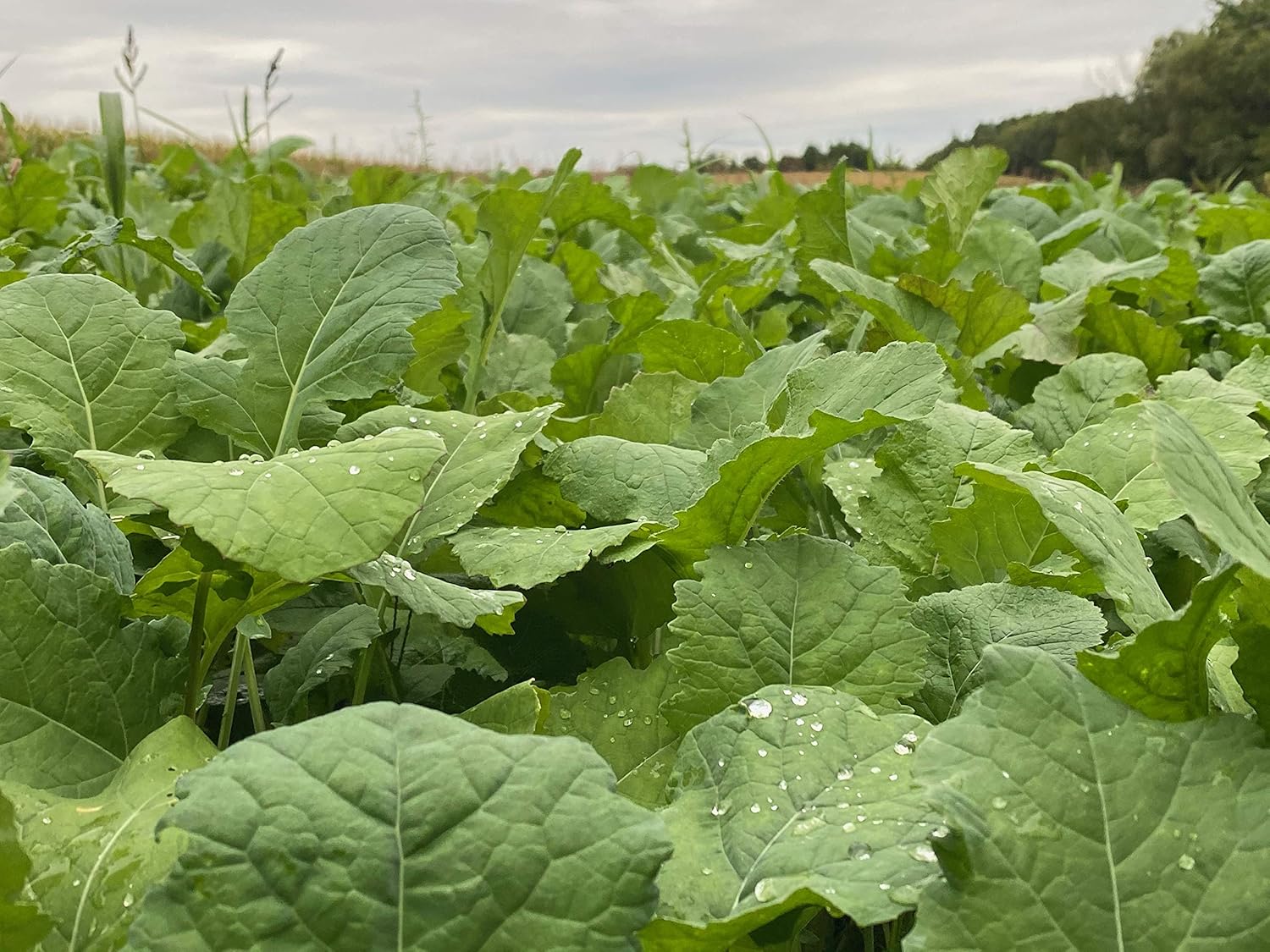 Domain Outdoor Show Stopper Food Plot Seed, 1/2 Acre, High Protein Forages with High Energy Tap Roots, Superior Re-Growth Potential, Easy to Plant, Fast Germination, Carefully Selected Plant Varieties