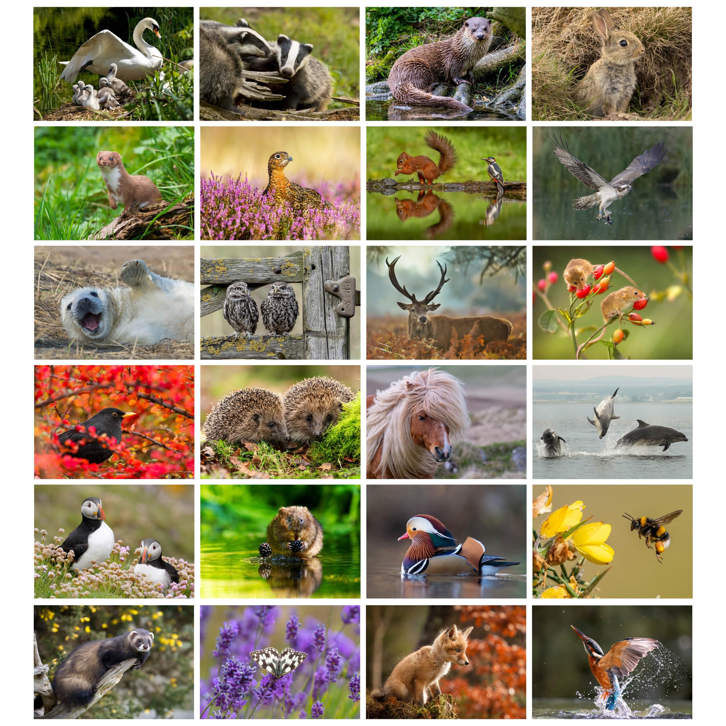 Pack of 24 British Wildlife Greeting Cards Vol 2. Blank Cards and Envelopes. Eco-friendly Cards, Envelopes and Box. Blank Inside