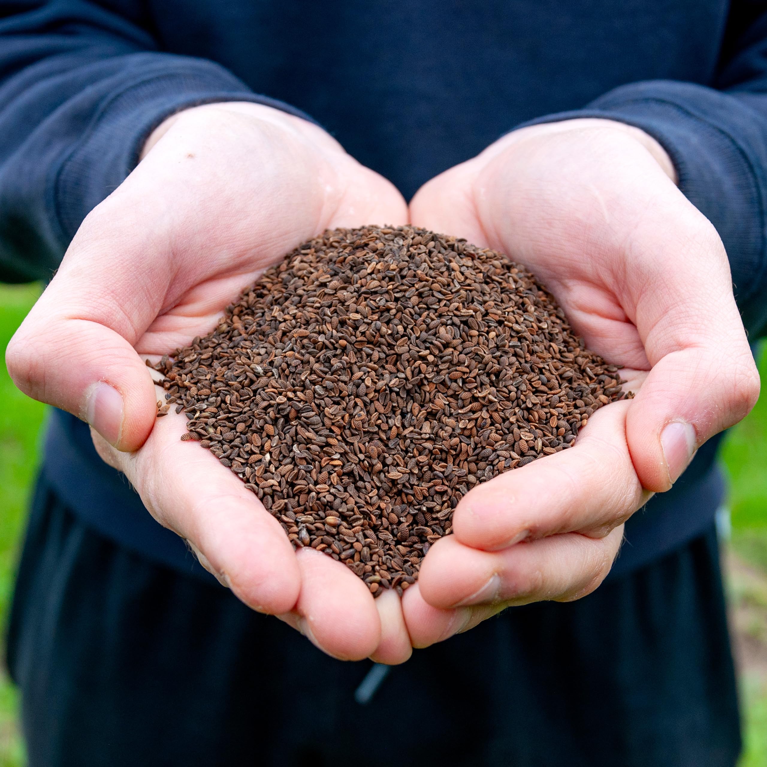 Phacelia 25 kg Gründüngung Stilllegung Zwischenfrucht Bodenverbesse Samen Bienenfreund Gründünger, Frischmantelsamen Saatgut Humusbildung Bodenverbesserung Bienenweide