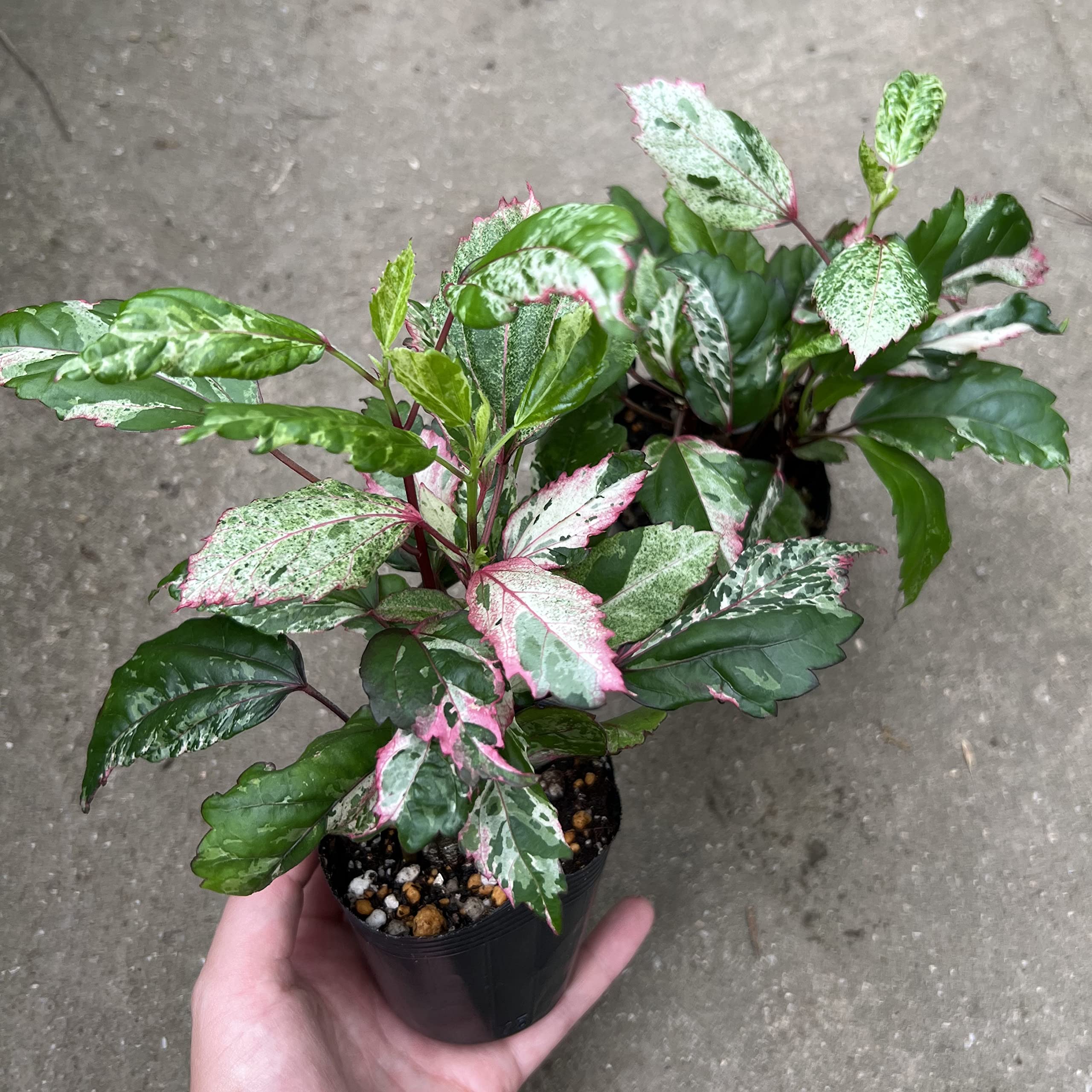 ハイビスカスページ 園芸ネット | 植物とガーデン用品の通販サイト【園芸ネット】本店